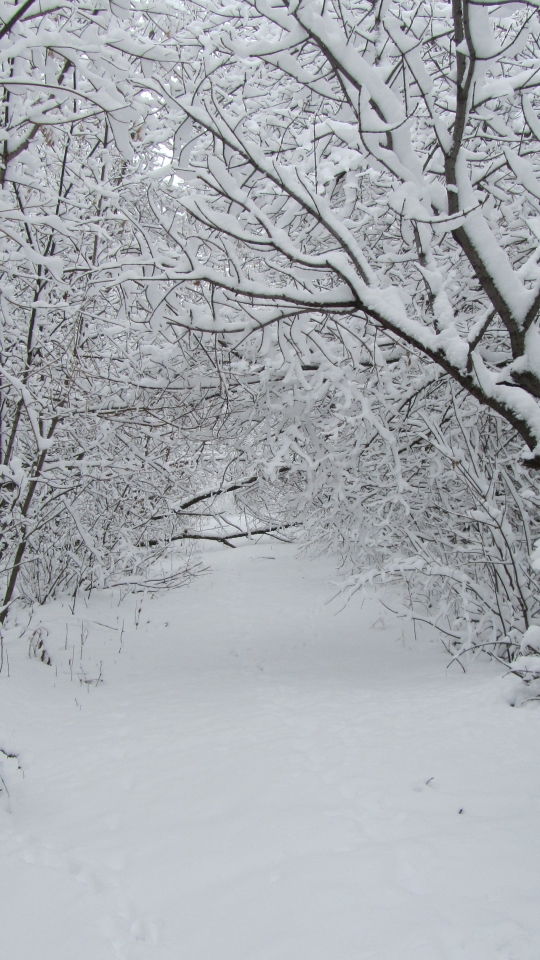 Descarga gratuita de fondo de pantalla para móvil de Invierno, Tierra/naturaleza.