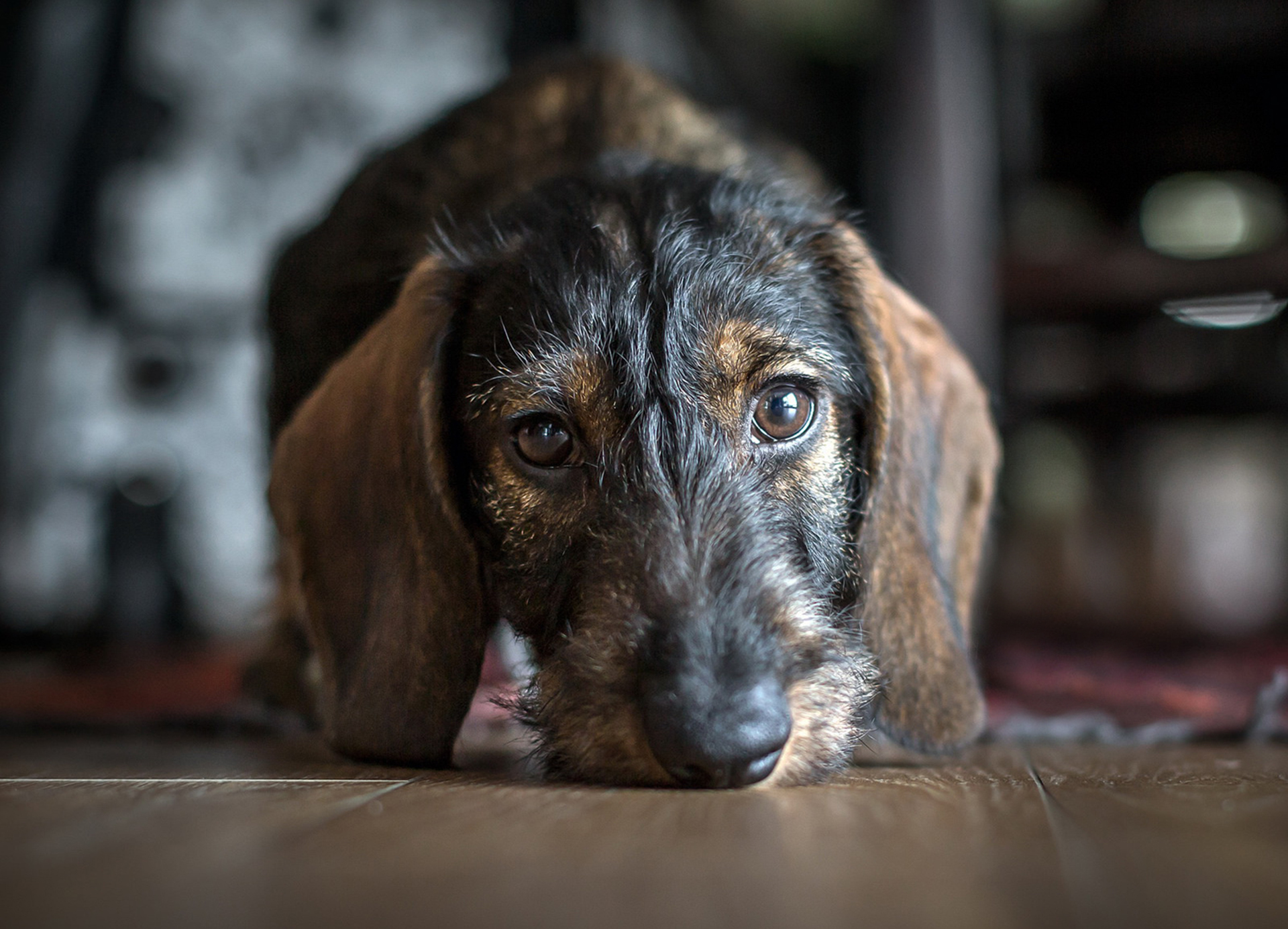 Handy-Wallpaper Tiere, Hunde, Hund kostenlos herunterladen.