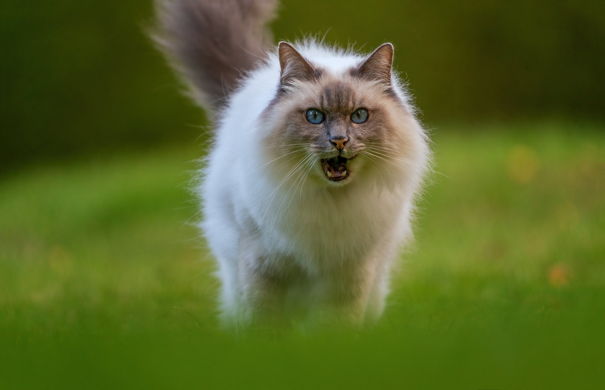 無料モバイル壁紙動物, ネコ, 猫, ラグドールをダウンロードします。