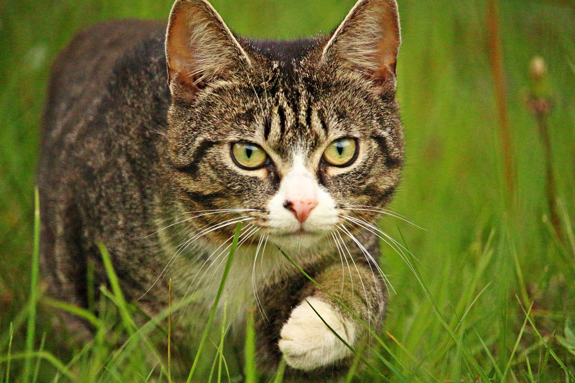 PCデスクトップに動物, ネコ, 猫画像を無料でダウンロード