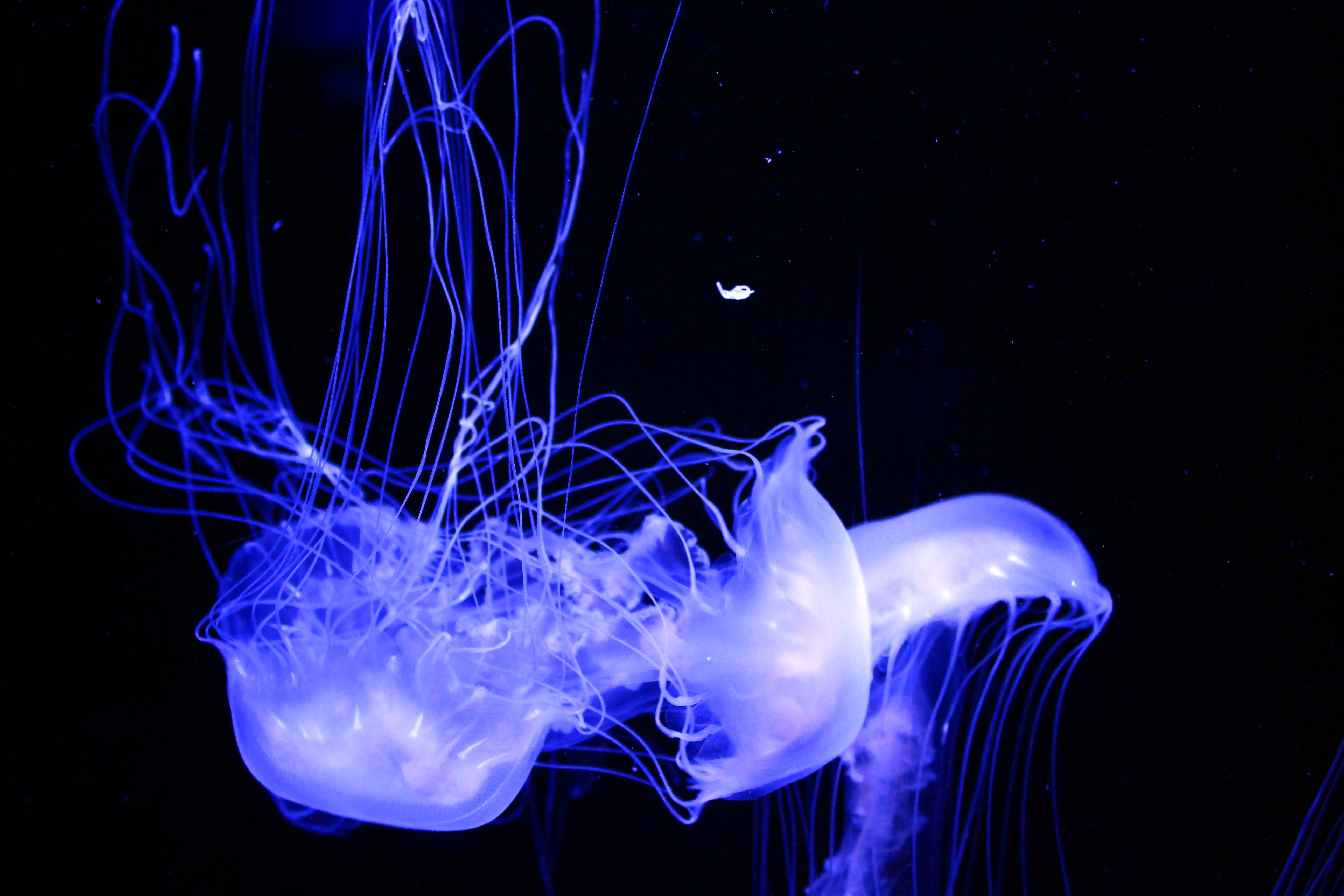 54776 descargar imagen animales, medusa, fósforo, luminoso: fondos de pantalla y protectores de pantalla gratis