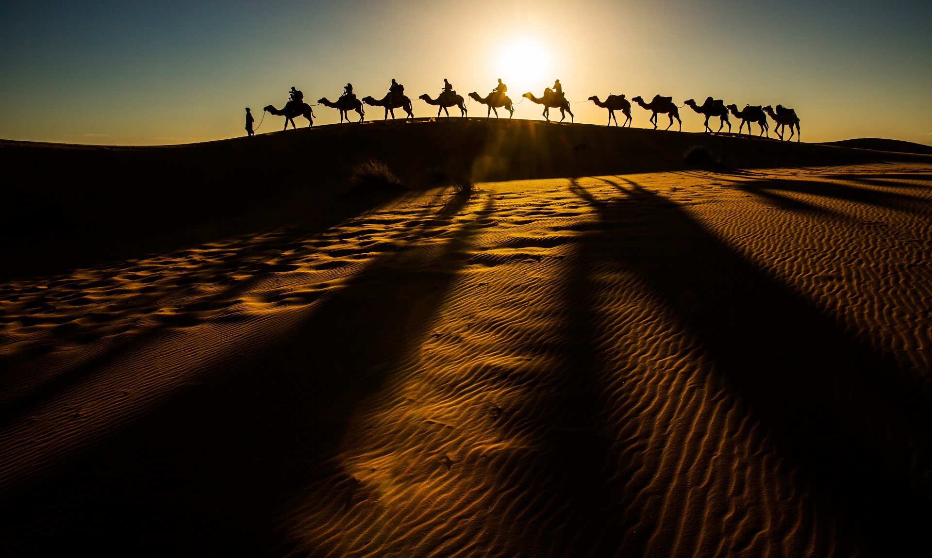 camel, photography, caravan, desert