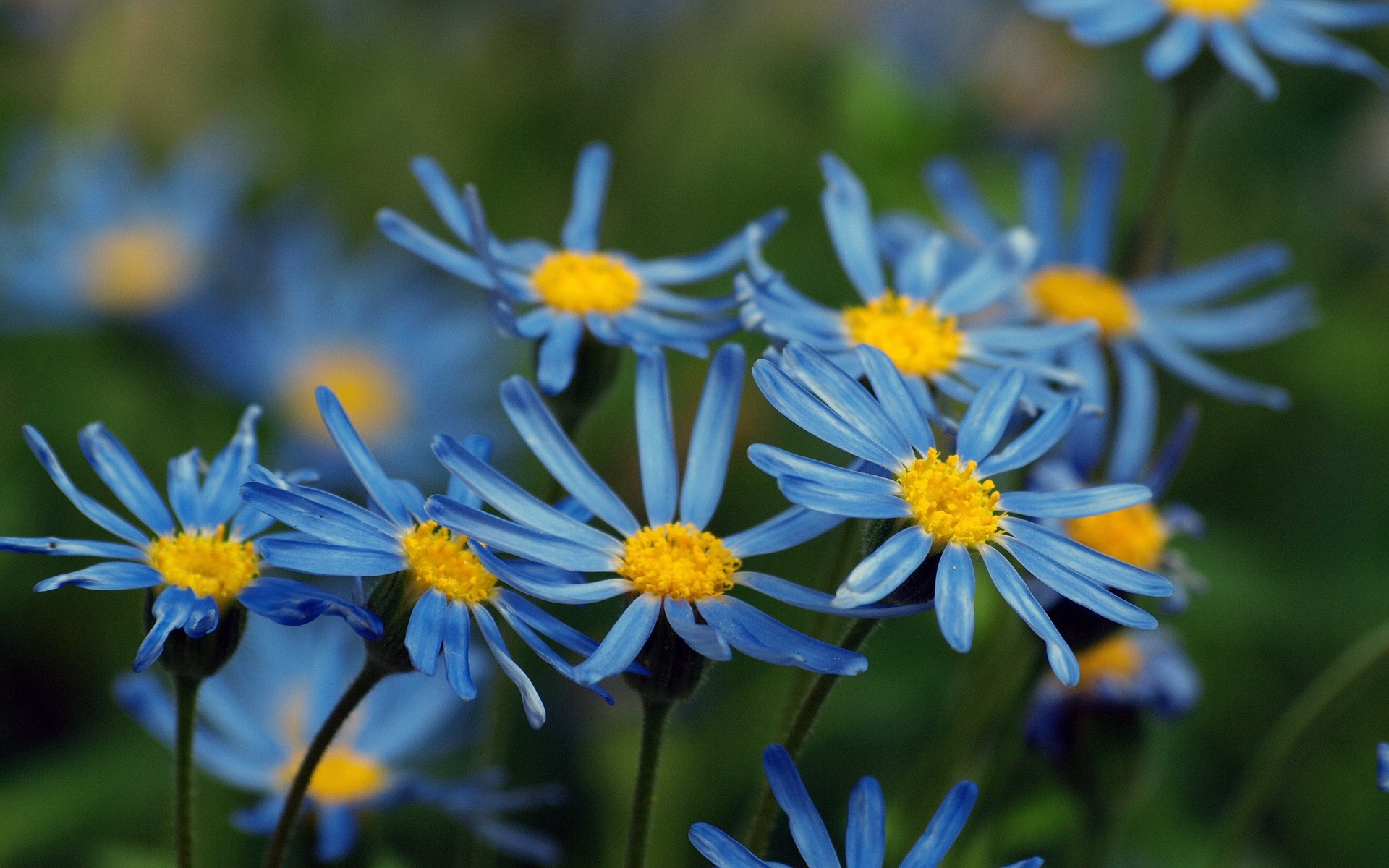 Descarga gratuita de fondo de pantalla para móvil de Flores, Flor, Tierra/naturaleza.