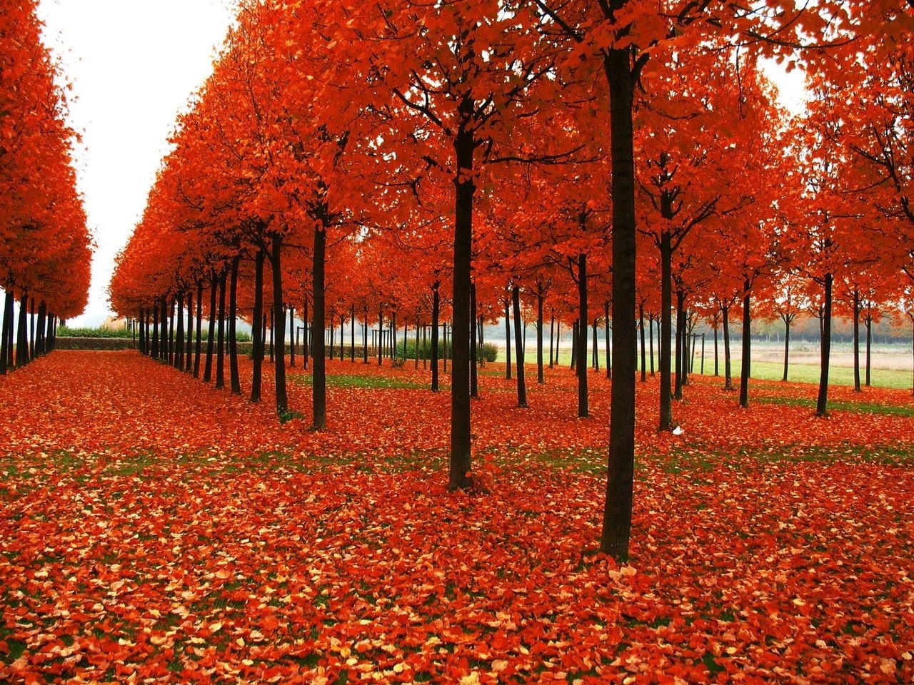 Handy-Wallpaper Landschaft, Bäume, Blätter, Herbst kostenlos herunterladen.