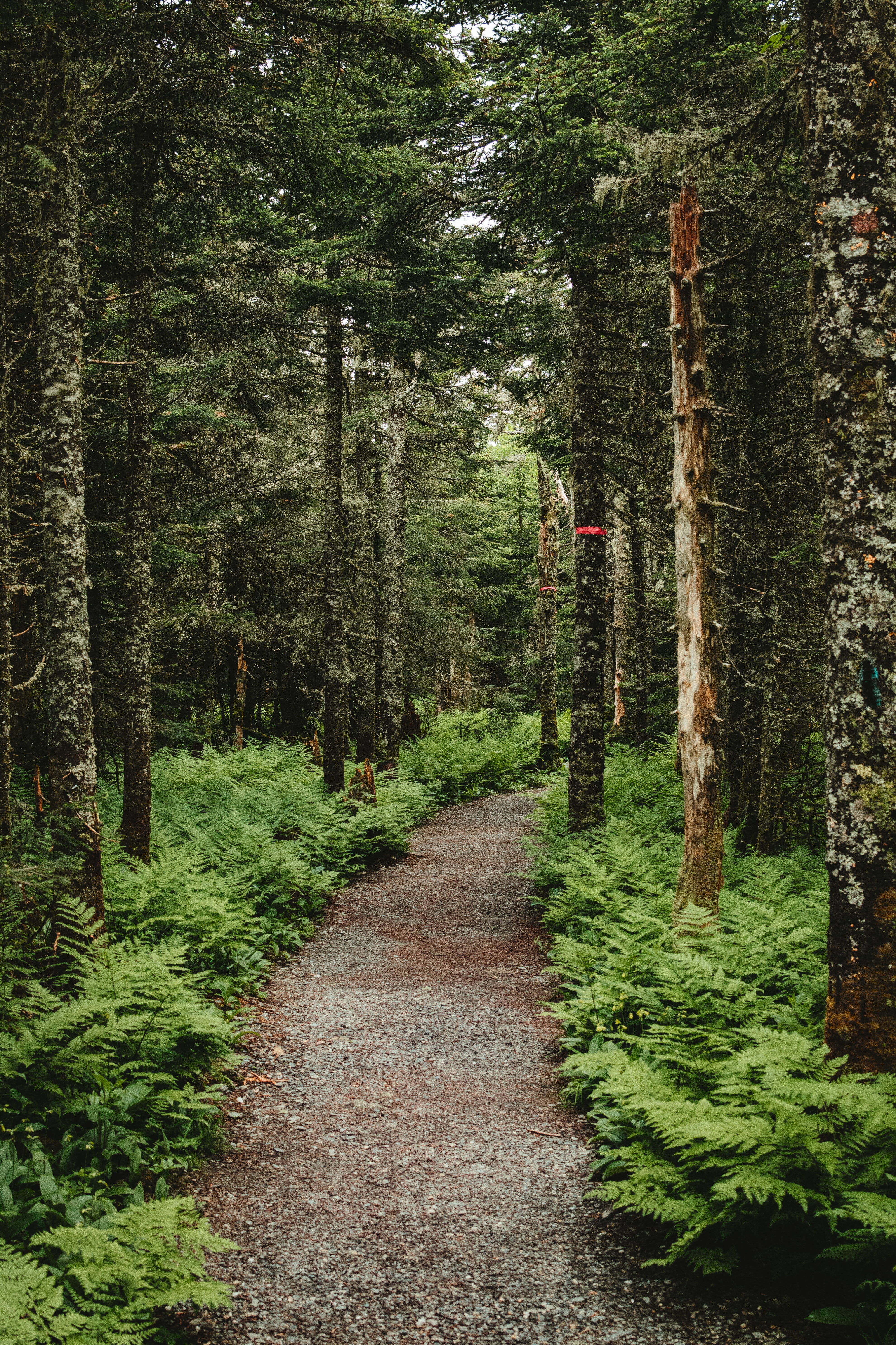 Free download wallpaper Path, Nature, Trees, Forest, Fern on your PC desktop
