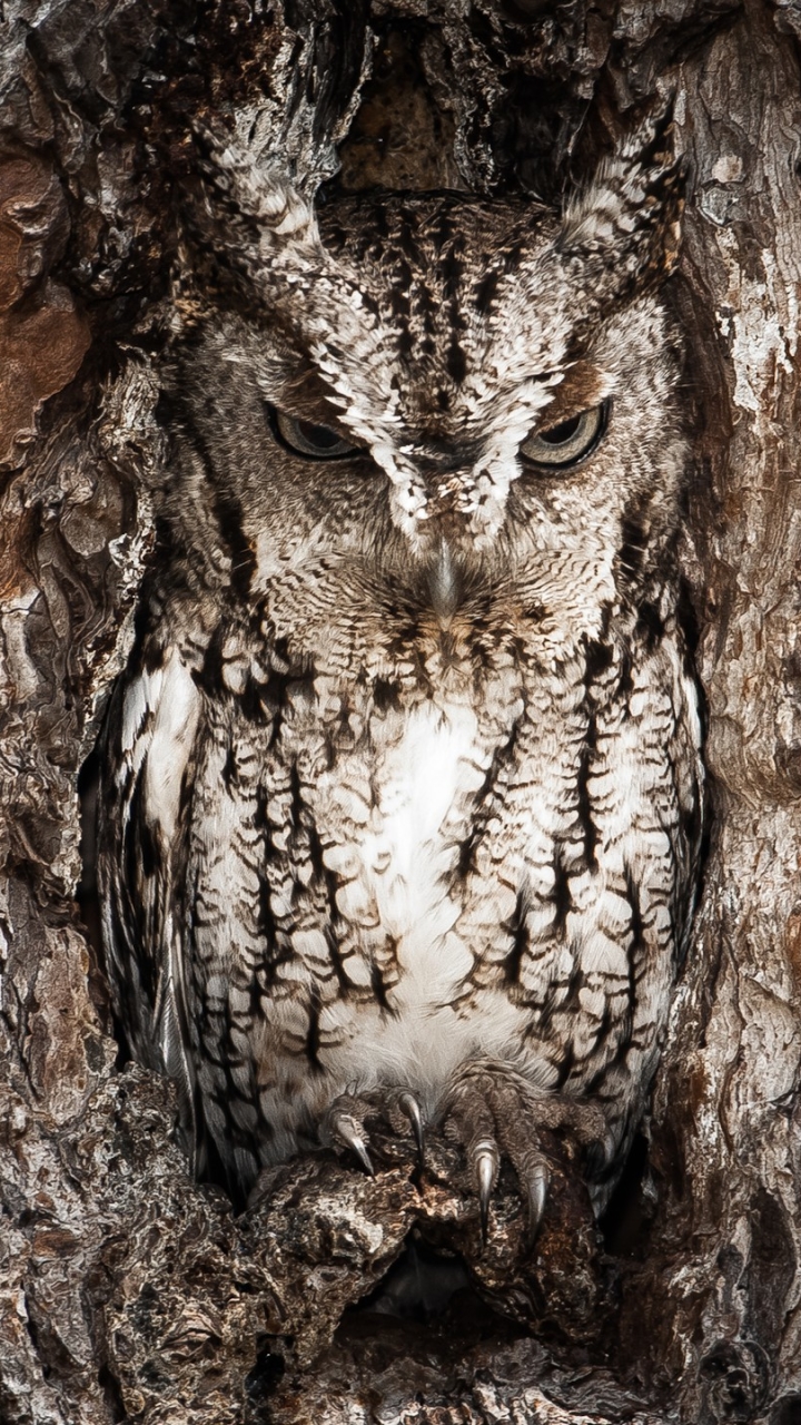 Download mobile wallpaper Birds, Owl, Bird, Animal for free.