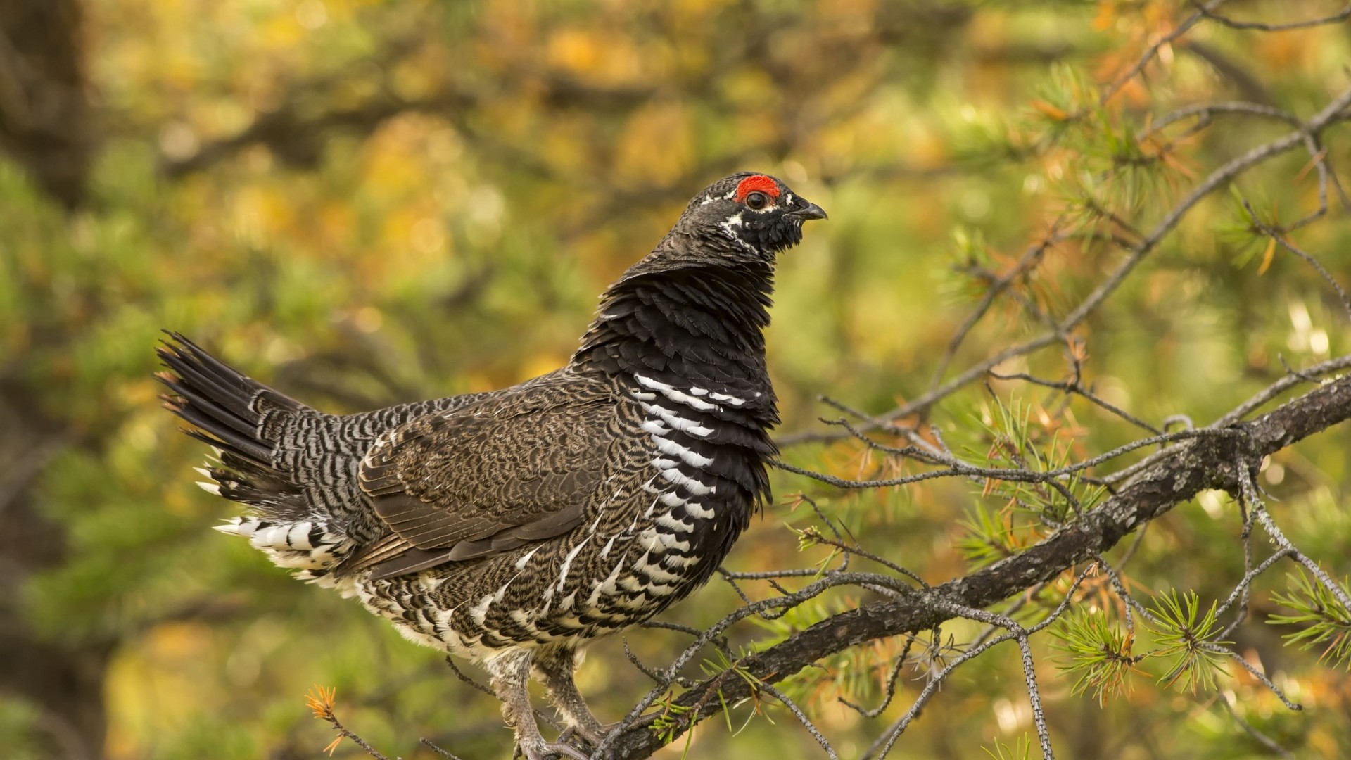 Laden Sie das Vogel, Vögel, Tiere-Bild kostenlos auf Ihren PC-Desktop herunter