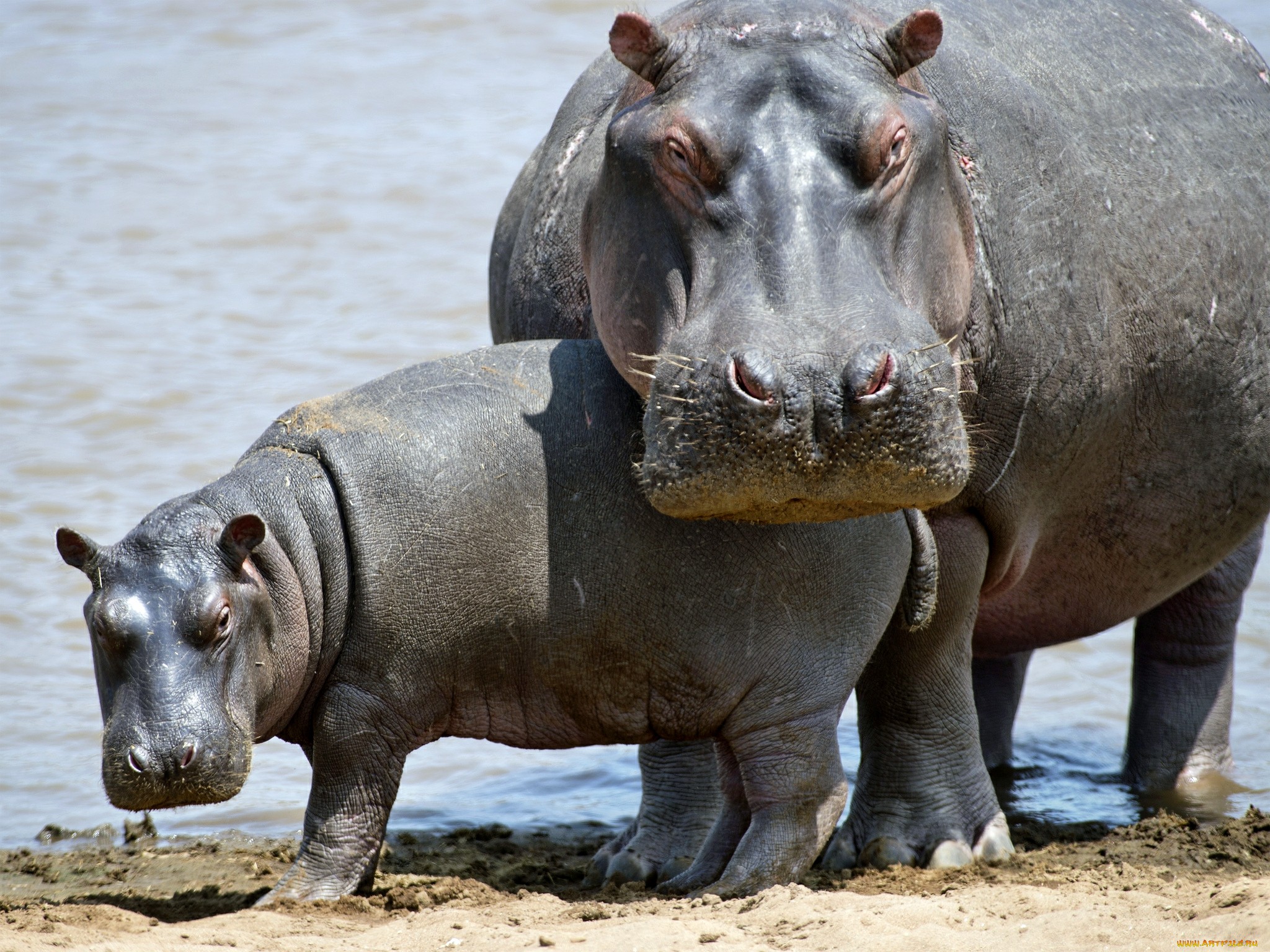 617768 baixar papel de parede animais, hipopótamo - protetores de tela e imagens gratuitamente