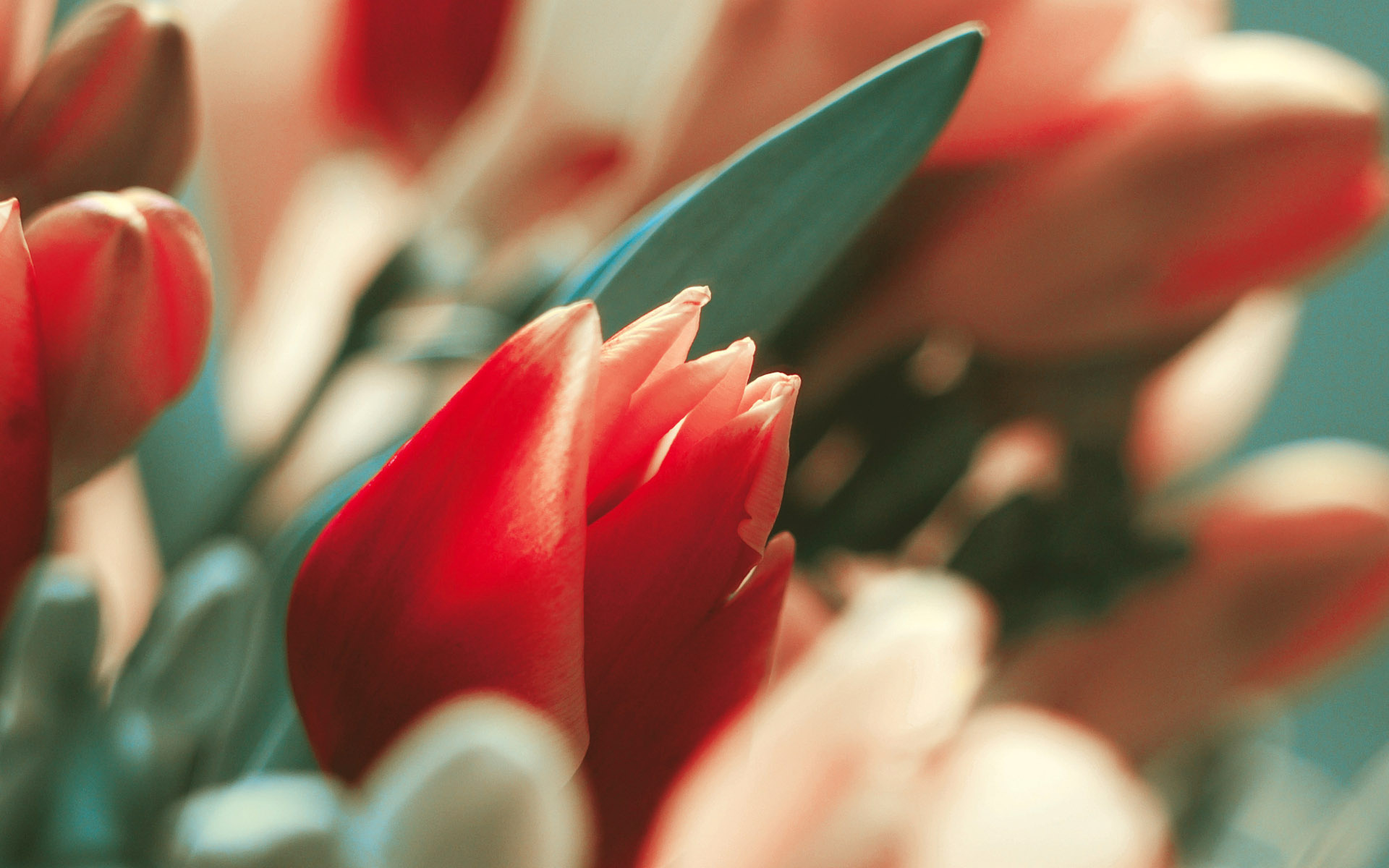 Download mobile wallpaper Bud, Red Flower, Tulip, Flowers, Flower, Earth for free.