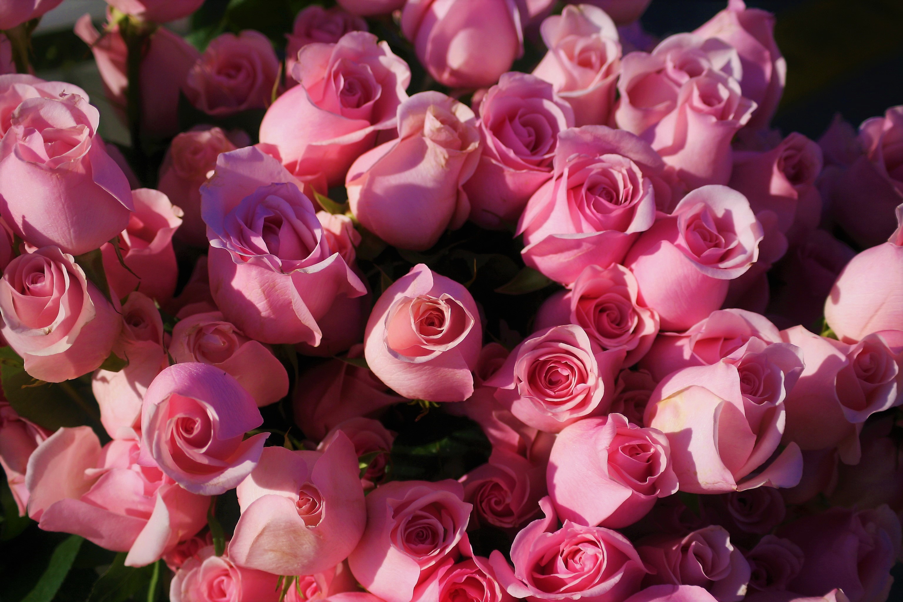 Скачать обои бесплатно Цветок, Роза, Земля/природа, Розовый Цветок, Розовая Роза, Флауэрсы картинка на рабочий стол ПК