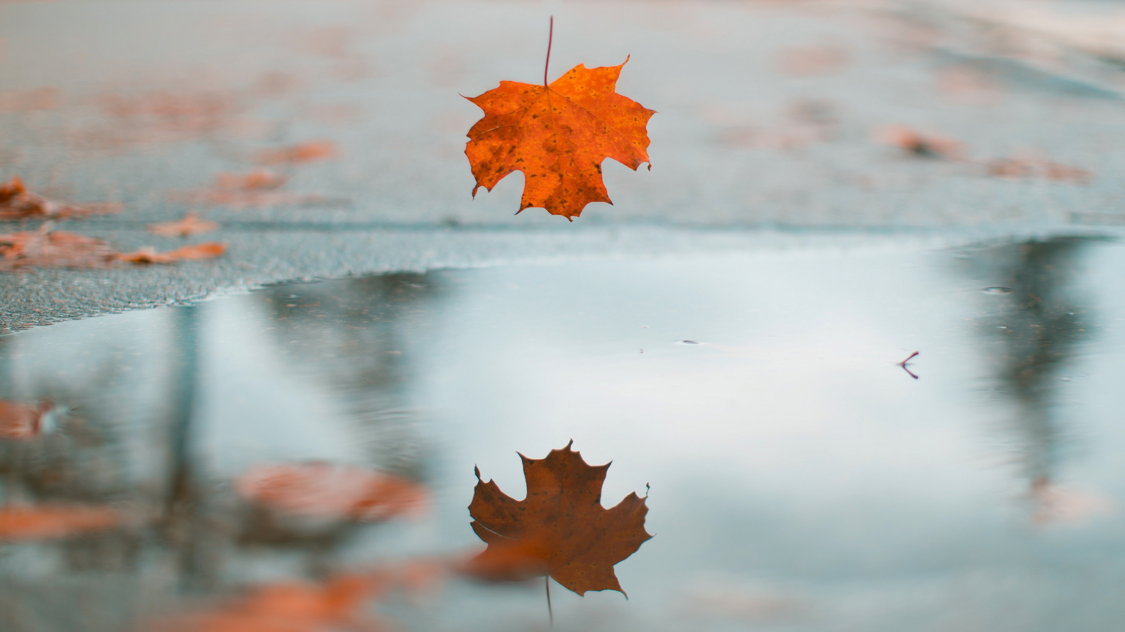 Free download wallpaper Water, Reflection, Leaf, Fall, Earth, Maple Leaf on your PC desktop