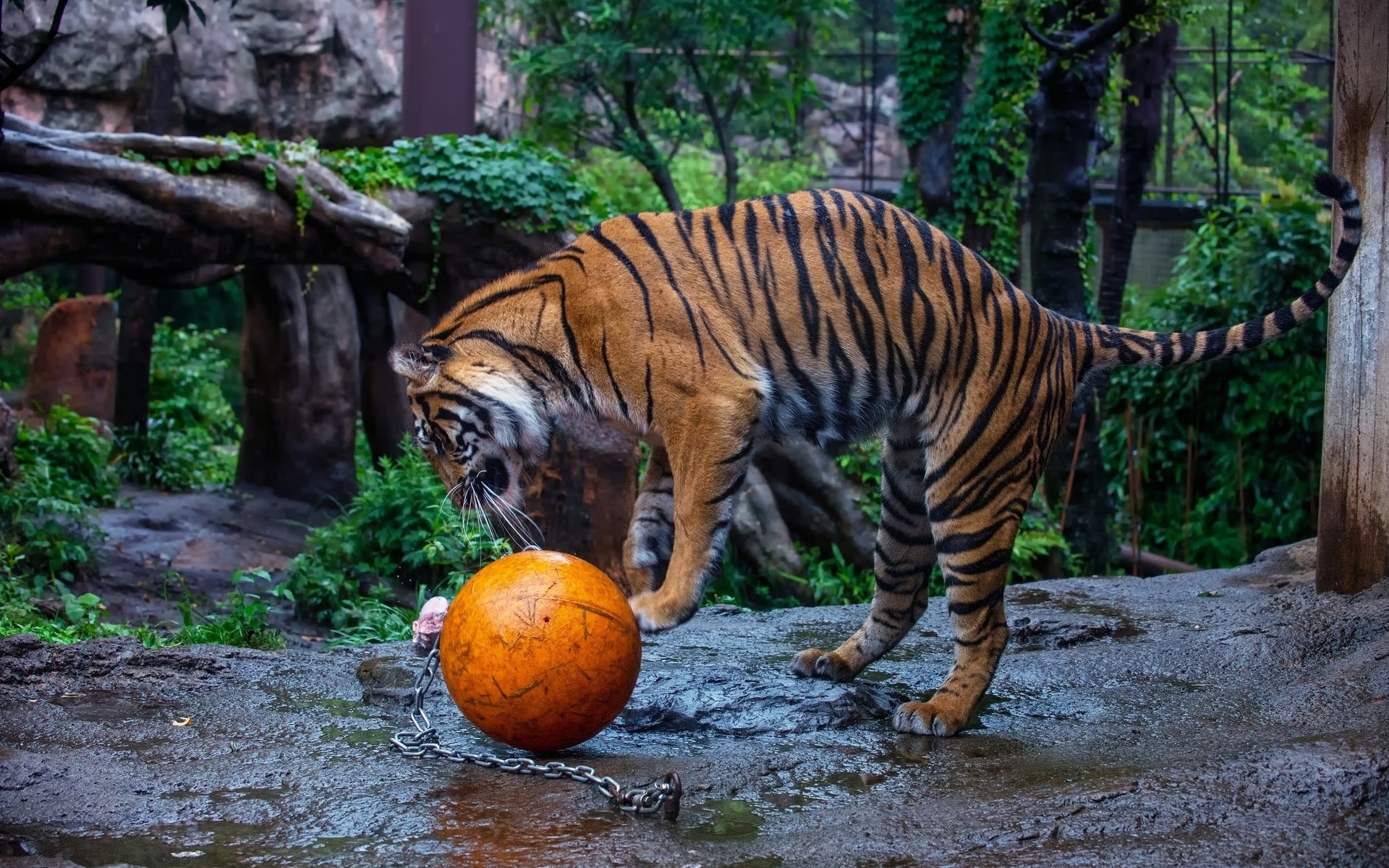 Baixe gratuitamente a imagem Animais, Gatos, Tigre na área de trabalho do seu PC