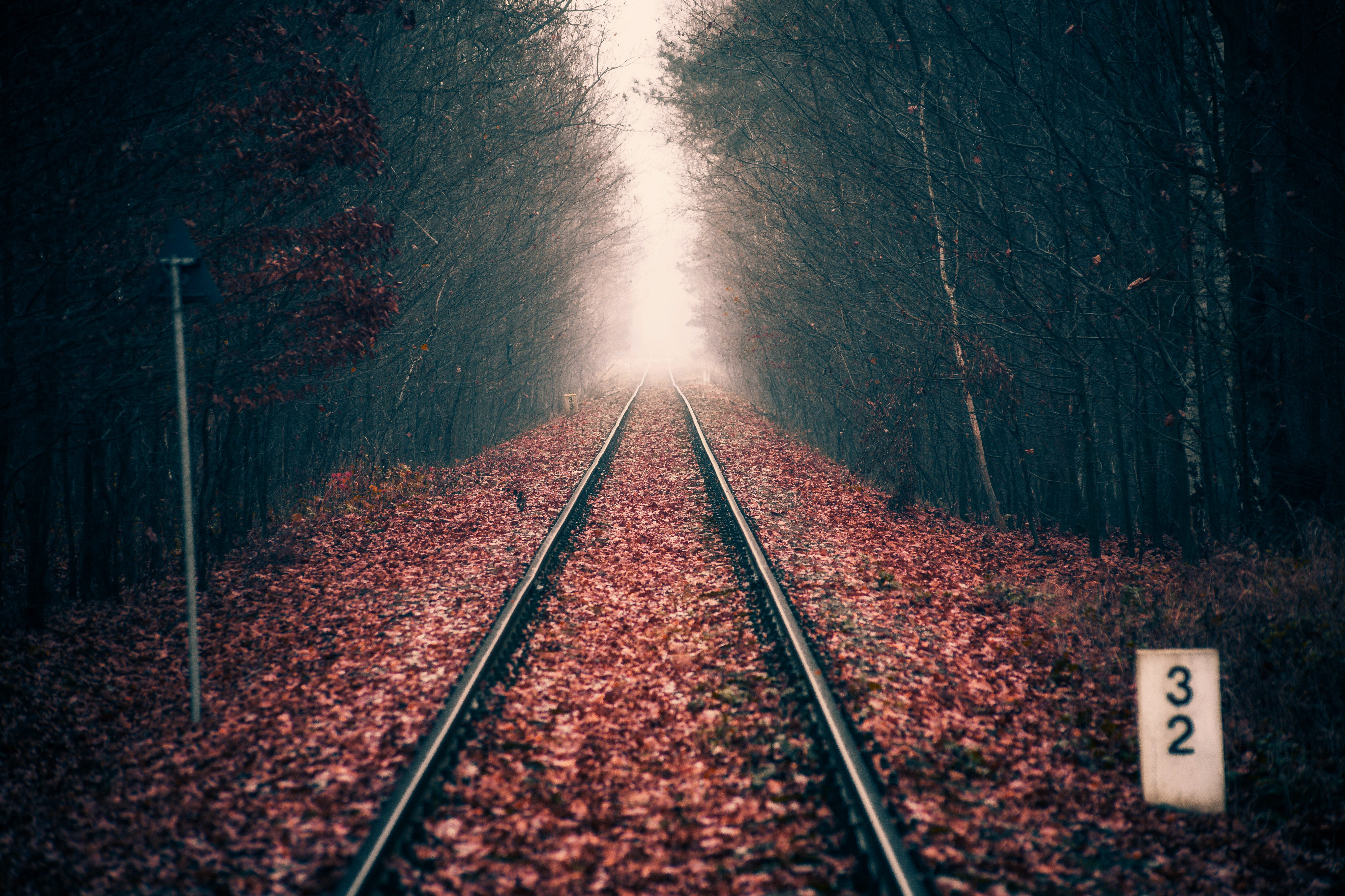 foliage, rails, nature, autumn, forest, dahl, distance, railway