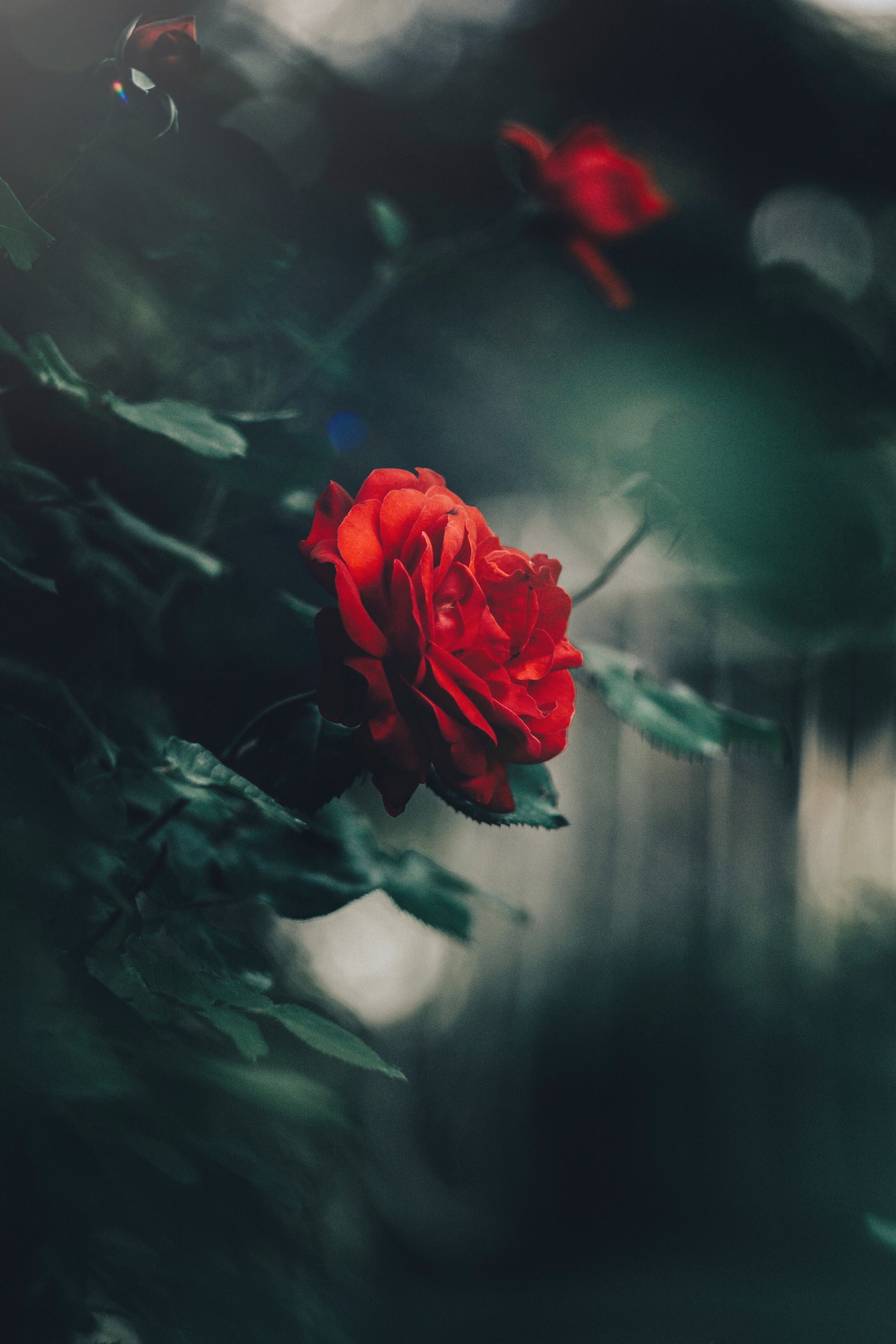 rose, blur, flowers, smooth, bush, red, rose flower, bud, garden Full HD