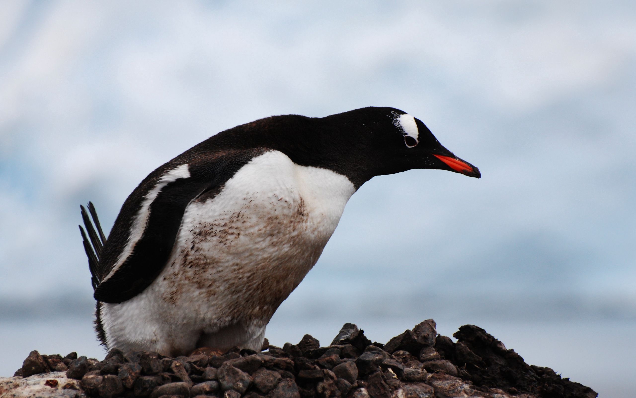 Laden Sie das Schnabel, Pinguin, Vogel, Tiere, Farbe-Bild kostenlos auf Ihren PC-Desktop herunter
