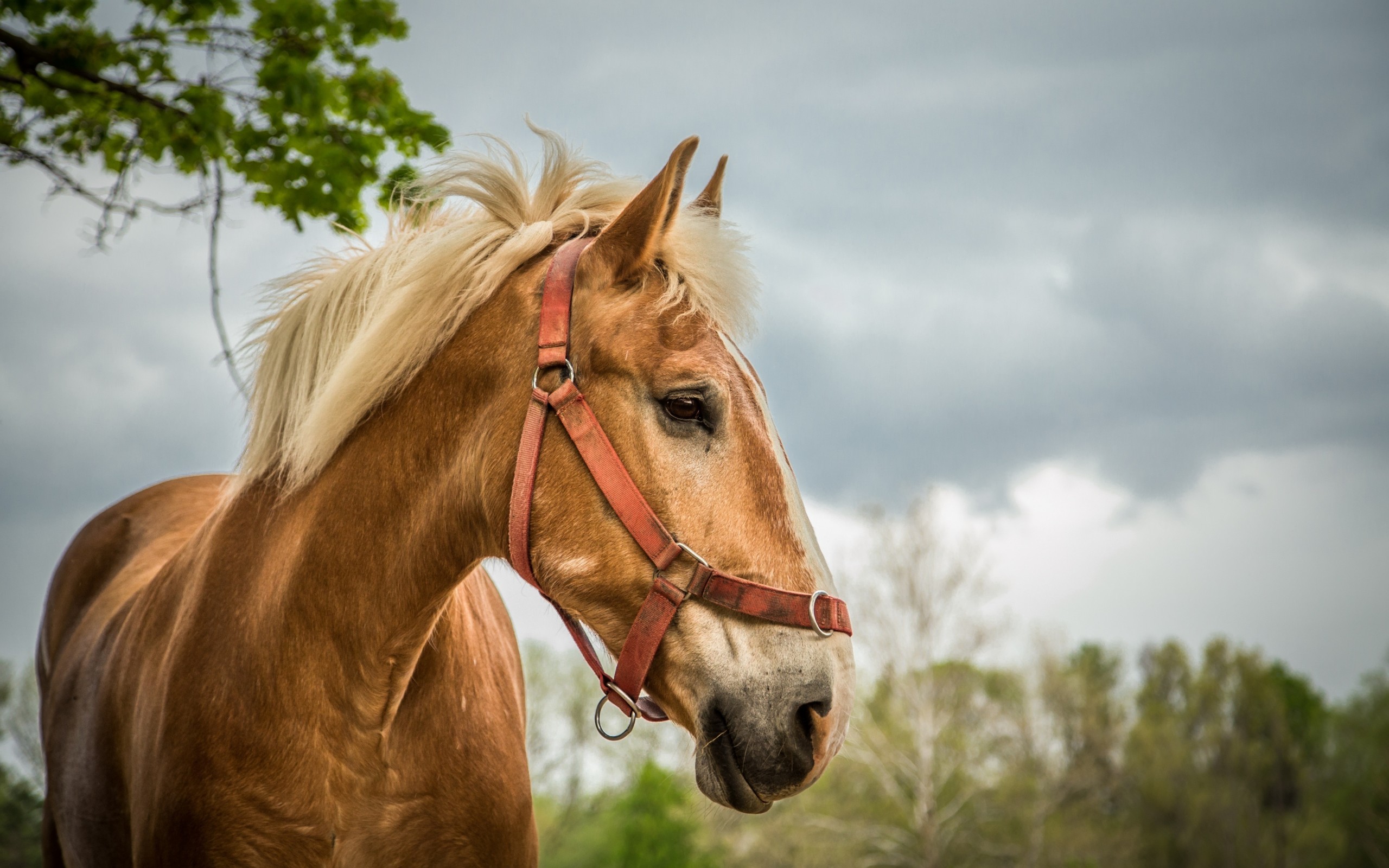 PCデスクトップに動物, 馬画像を無料でダウンロード