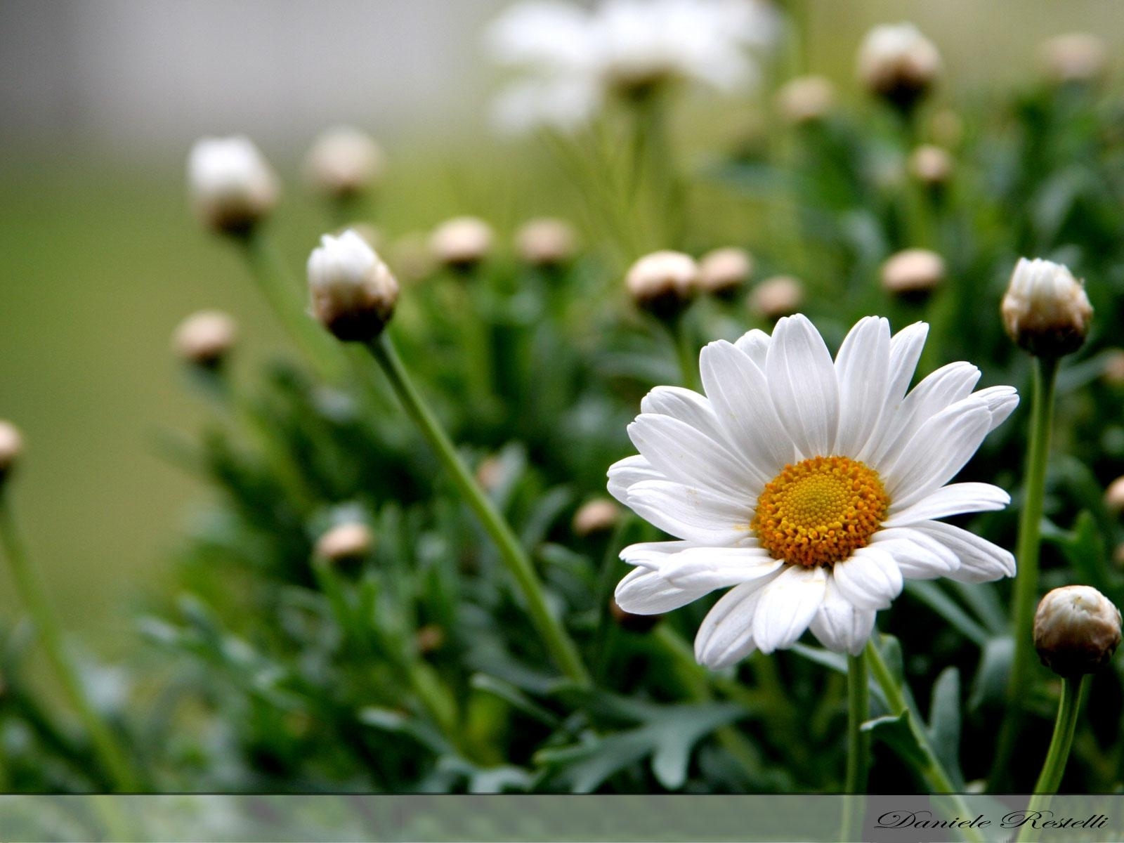 5132 descargar imagen verde, plantas, flores, camomila: fondos de pantalla y protectores de pantalla gratis