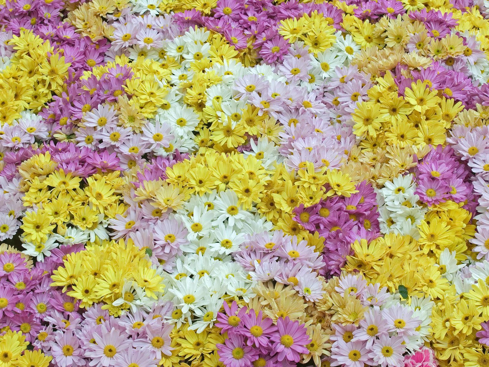97388 завантажити шпалери ромашки, квіти, фон, білий, жовтий, фіолетовий, поле, рожевий, рожеві, маргаритки - заставки і картинки безкоштовно
