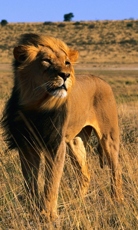 Descarga gratuita de fondo de pantalla para móvil de Animales, Gatos, León.