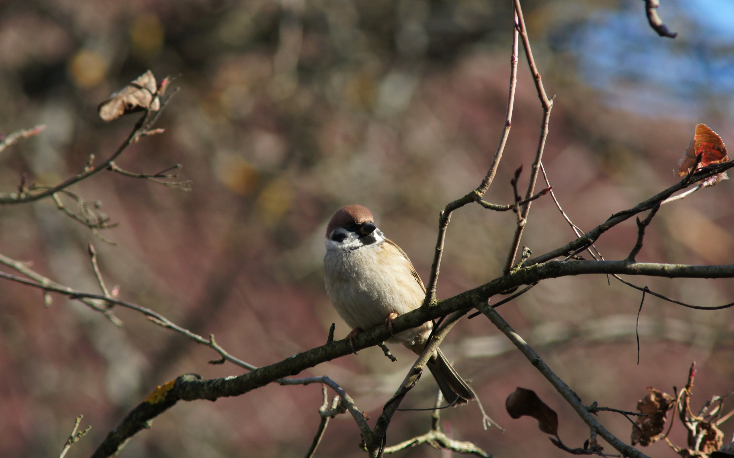 Free download wallpaper Bird, Birds, Animal on your PC desktop