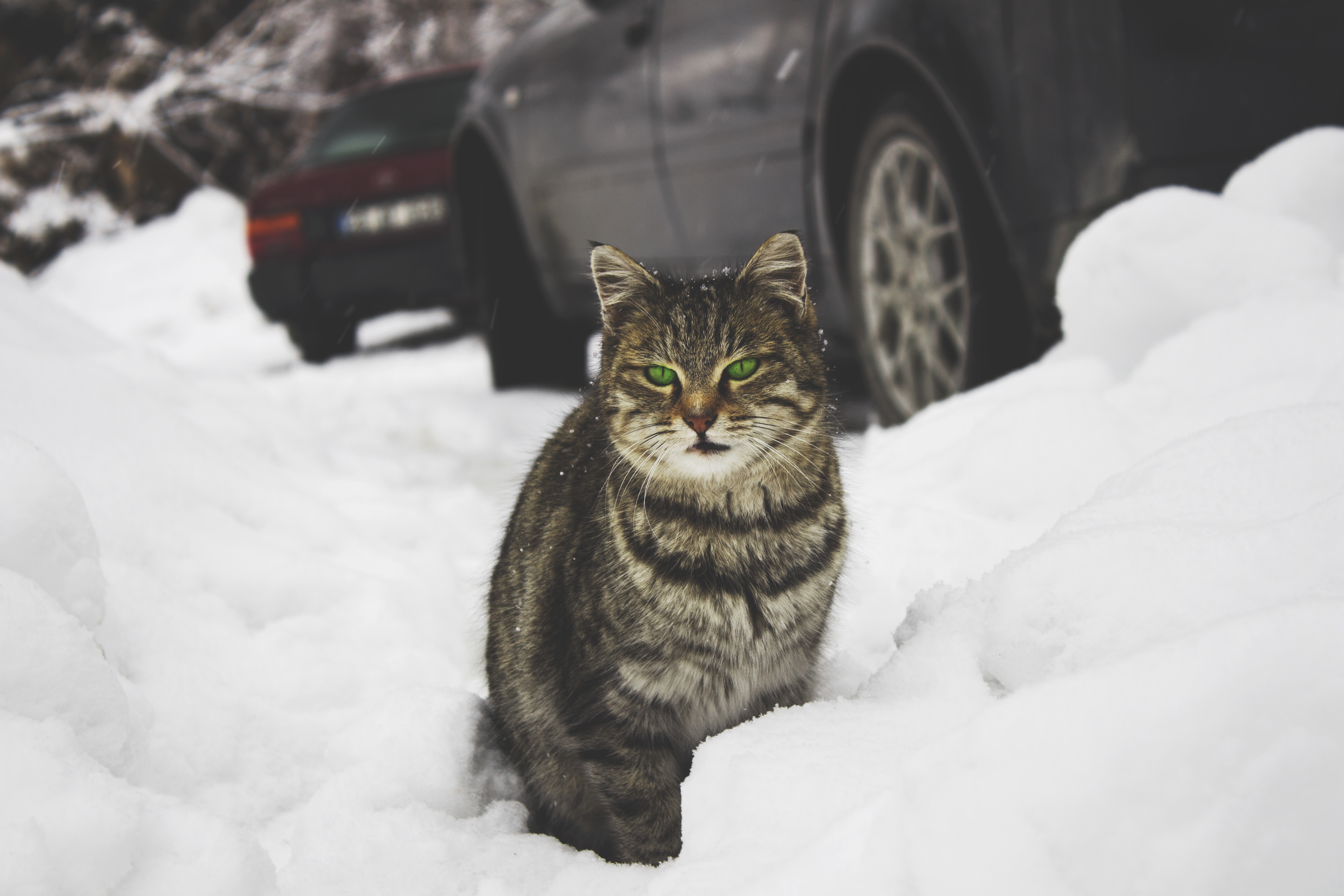 56156 скачать картинку кот, животные, снег, зеленоглазый - обои и заставки бесплатно