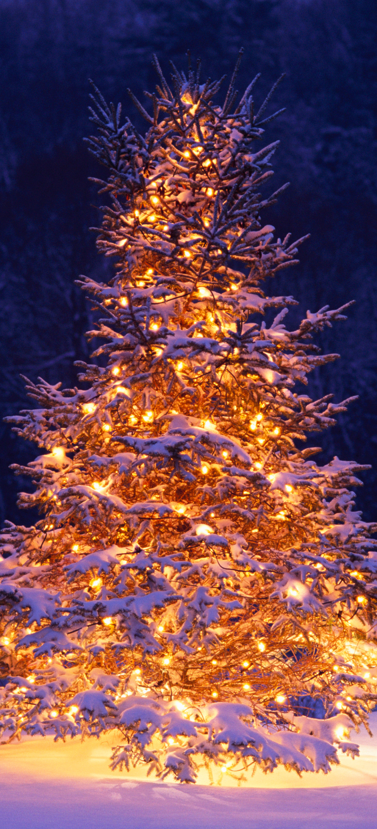 Download mobile wallpaper Christmas, Holiday, Christmas Tree for free.