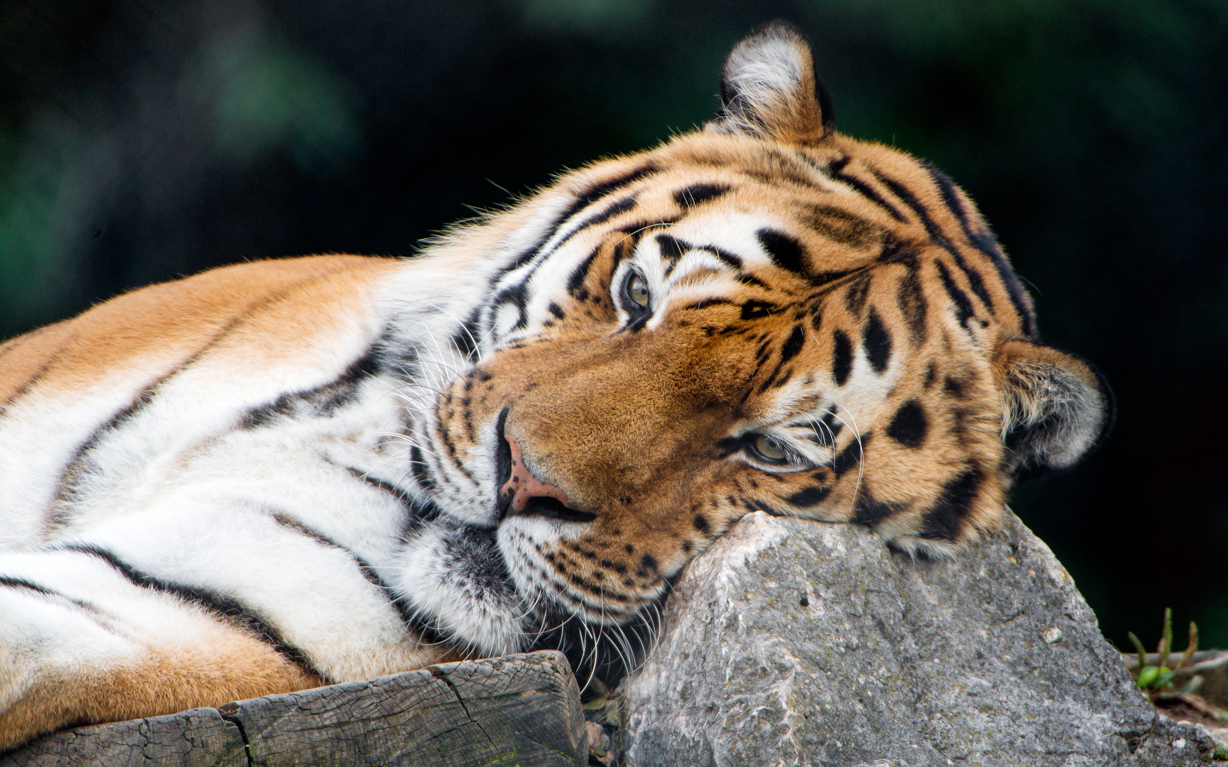 Descarga gratuita de fondo de pantalla para móvil de Animales, Gatos, Tigre.