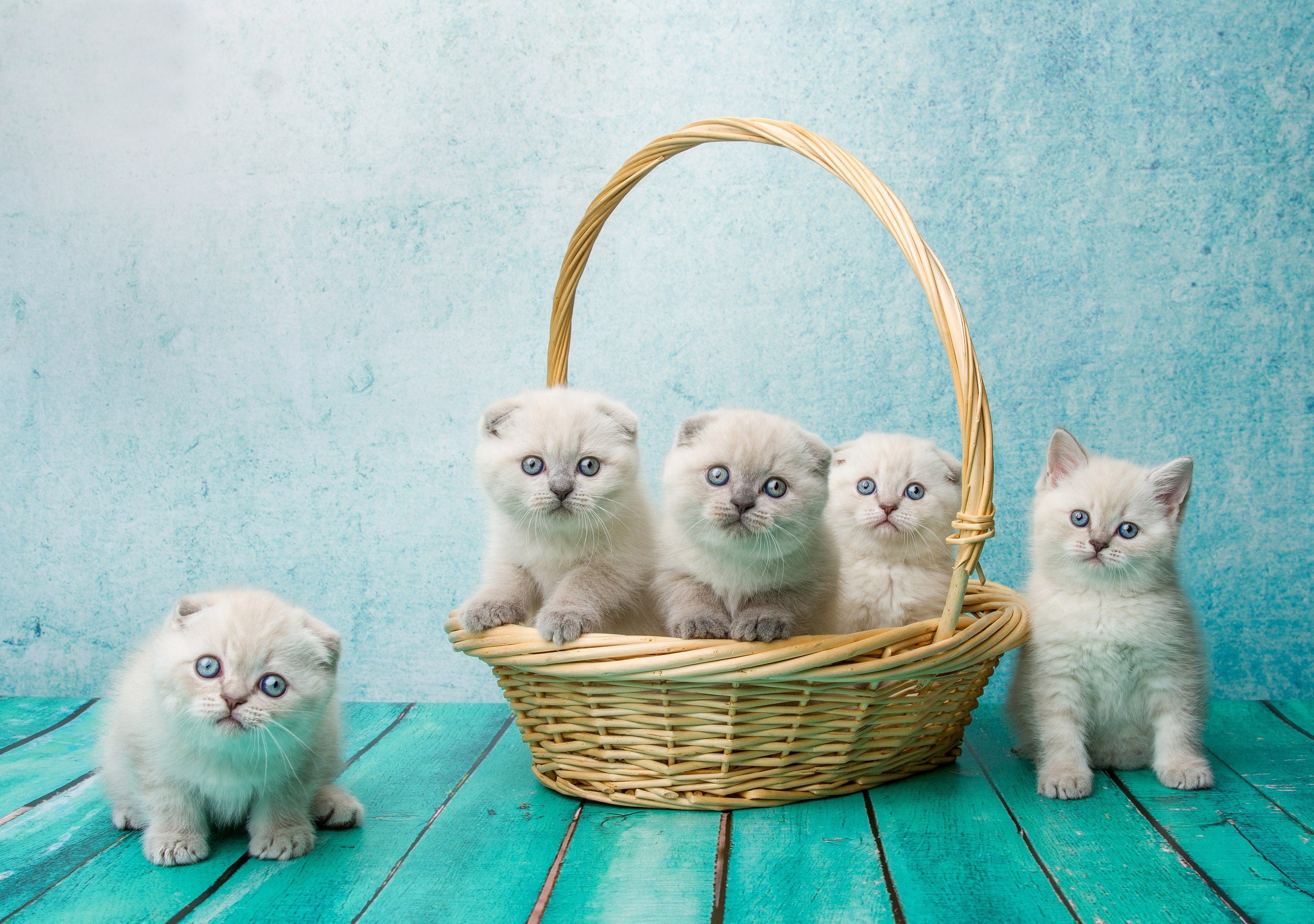 Descarga gratis la imagen Animales, Gatos, Gato, Gatito, Cesta, Bebe Animal en el escritorio de tu PC