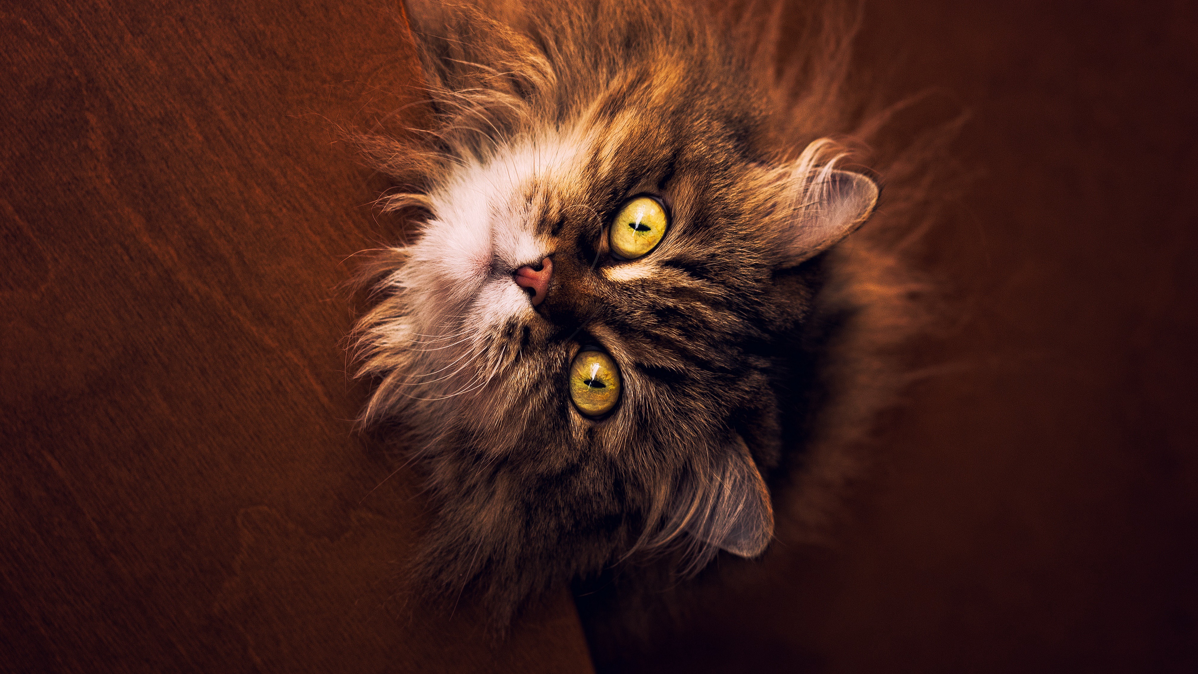 Download mobile wallpaper Cats, Cat, Animal for free.