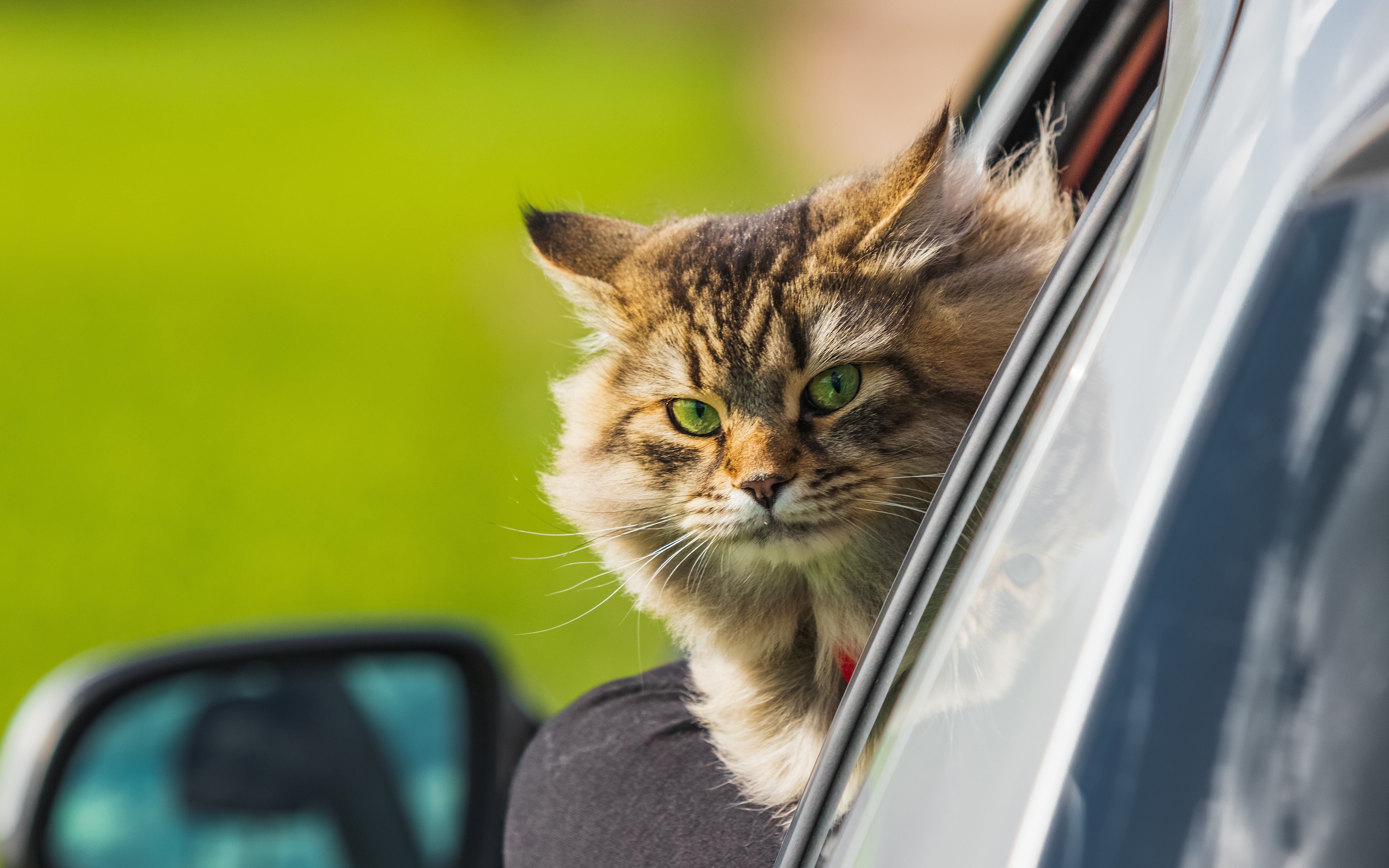 Descarga gratuita de fondo de pantalla para móvil de Animales, Gatos, Gato.