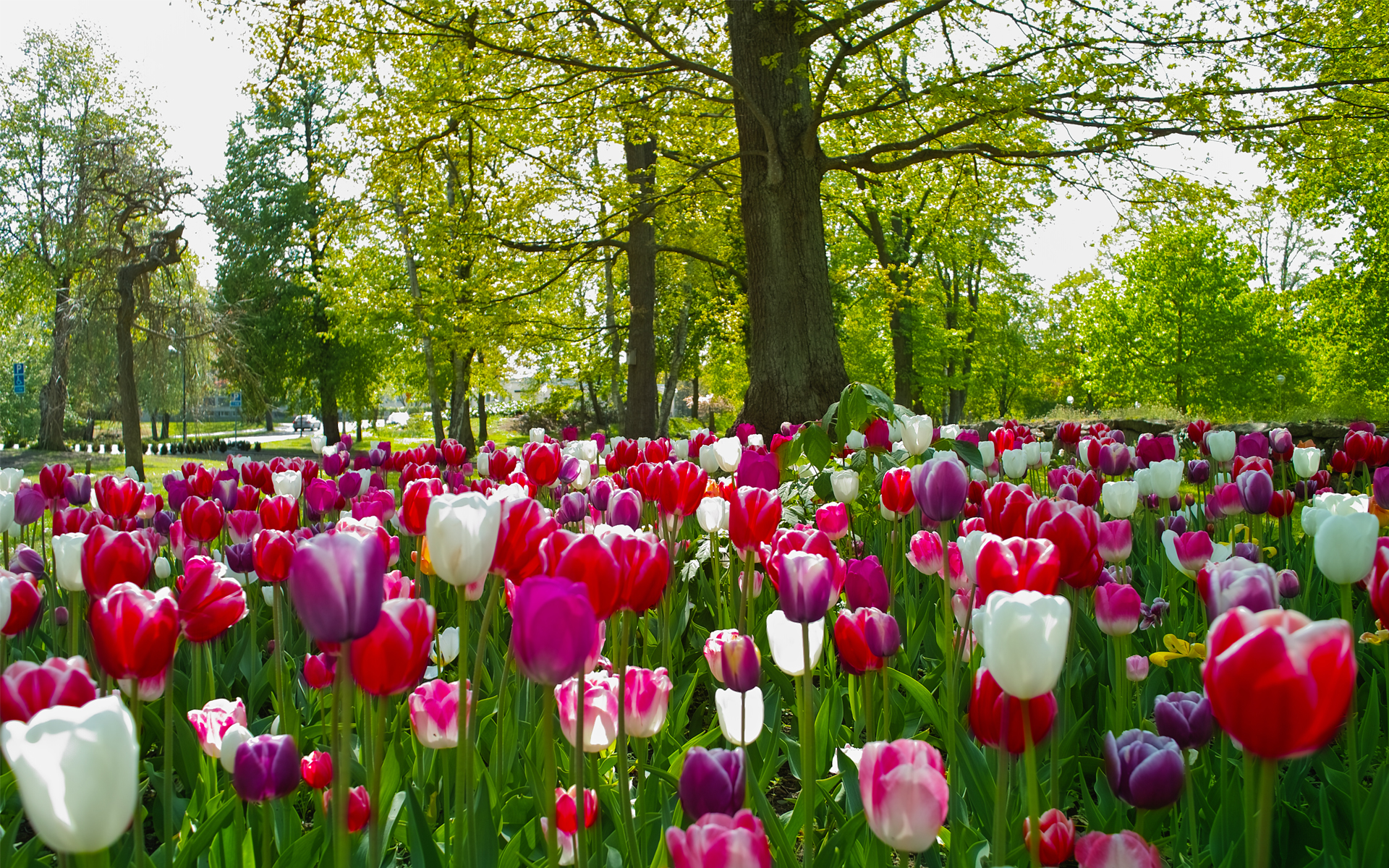 307938 télécharger l'image terre/nature, tulipe, fleurs - fonds d'écran et économiseurs d'écran gratuits