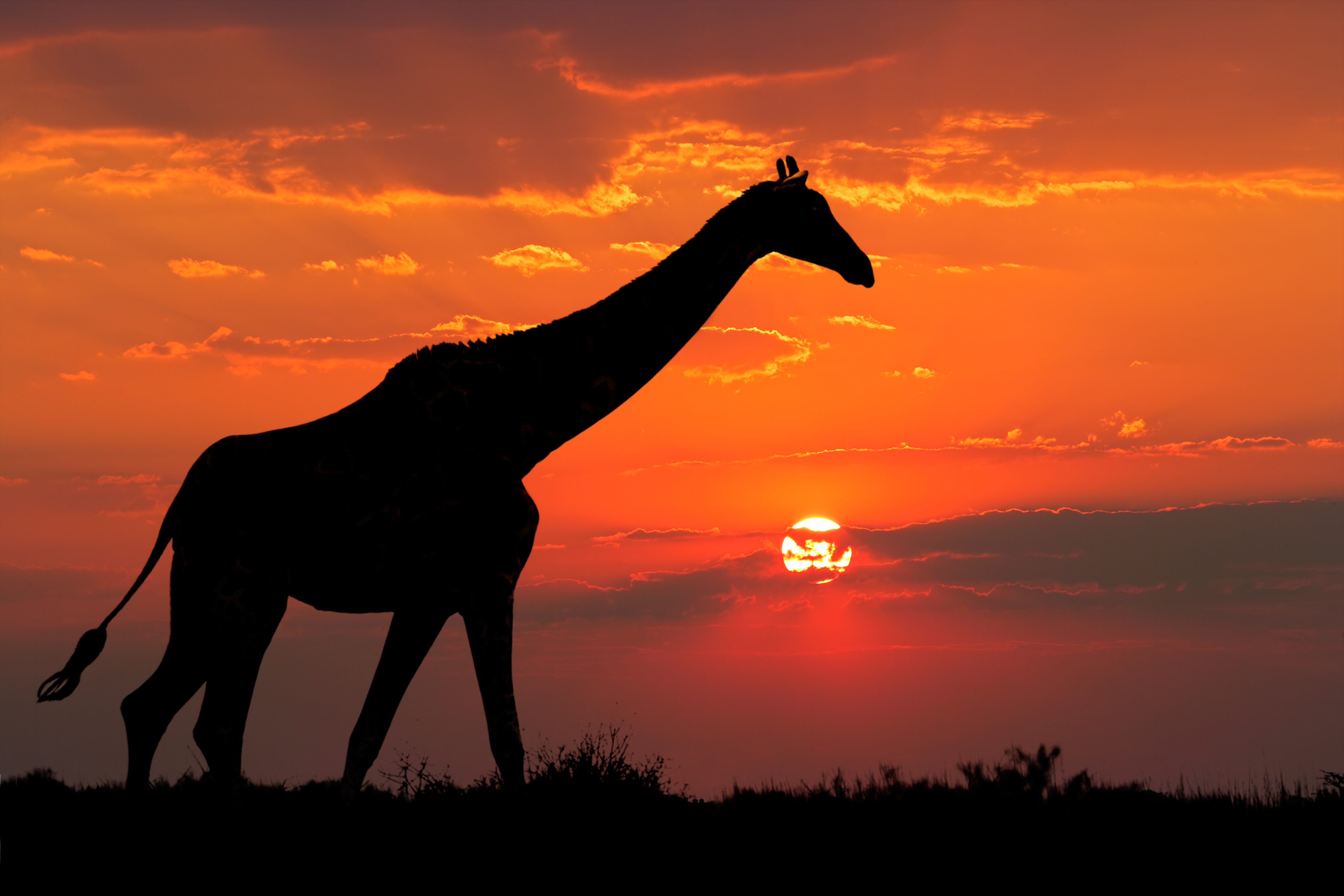 Handy-Wallpaper Tiere, Silhouette, Giraffe, Sonnenuntergang kostenlos herunterladen.