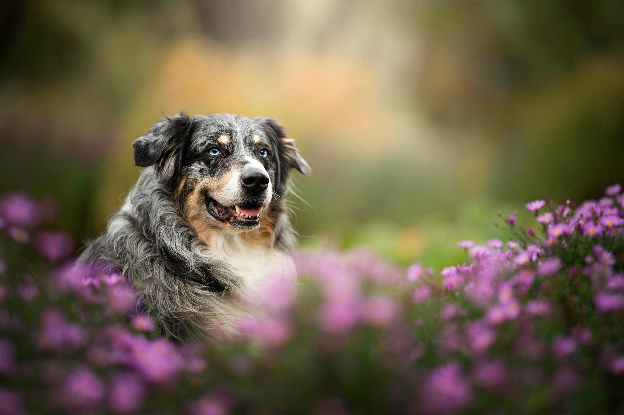 無料モバイル壁紙動物, 犬, 紫色の花, 被写界深度, オーストラリアン シェパードをダウンロードします。