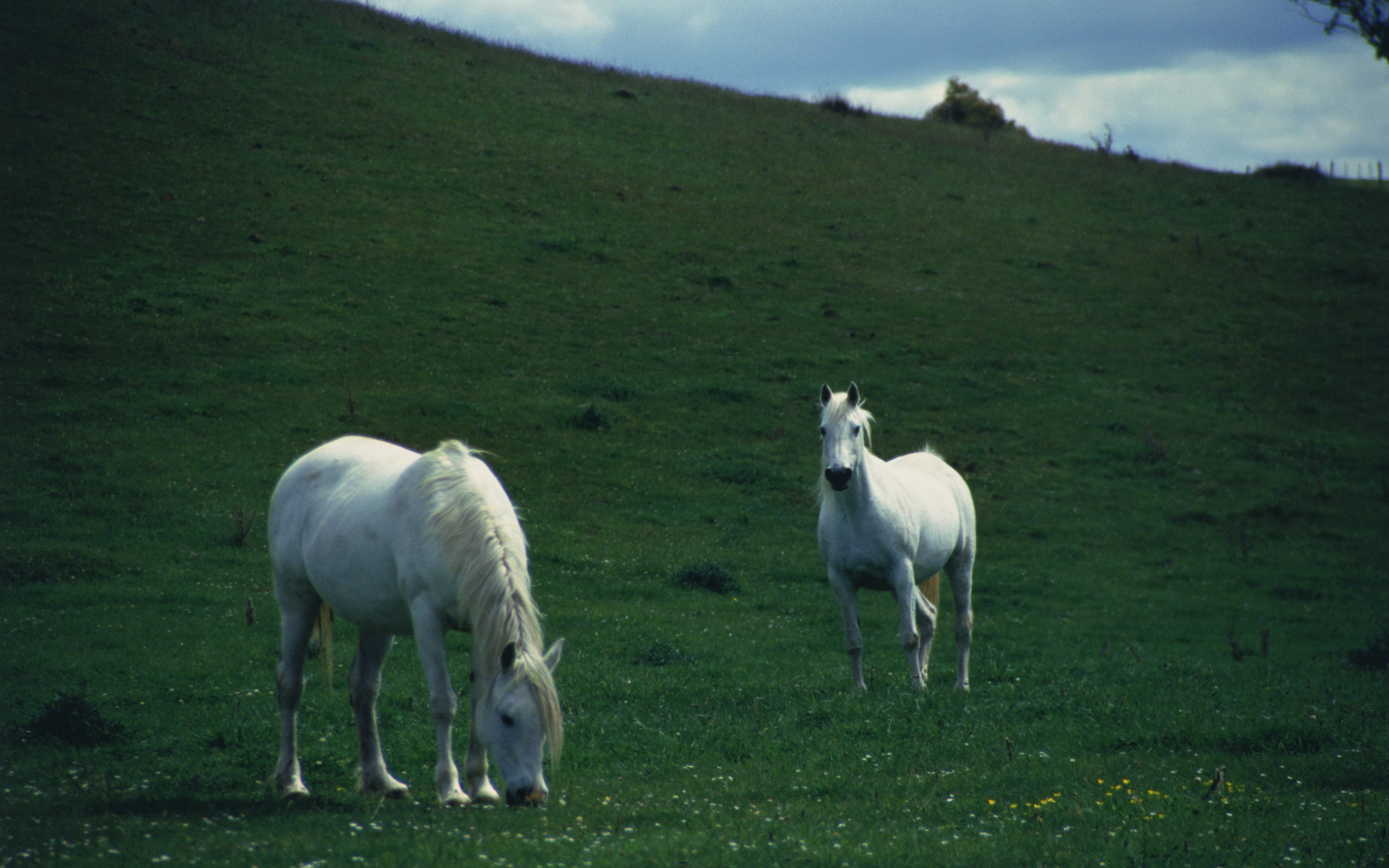 Baixe gratuitamente a imagem Animais, Cavalo na área de trabalho do seu PC