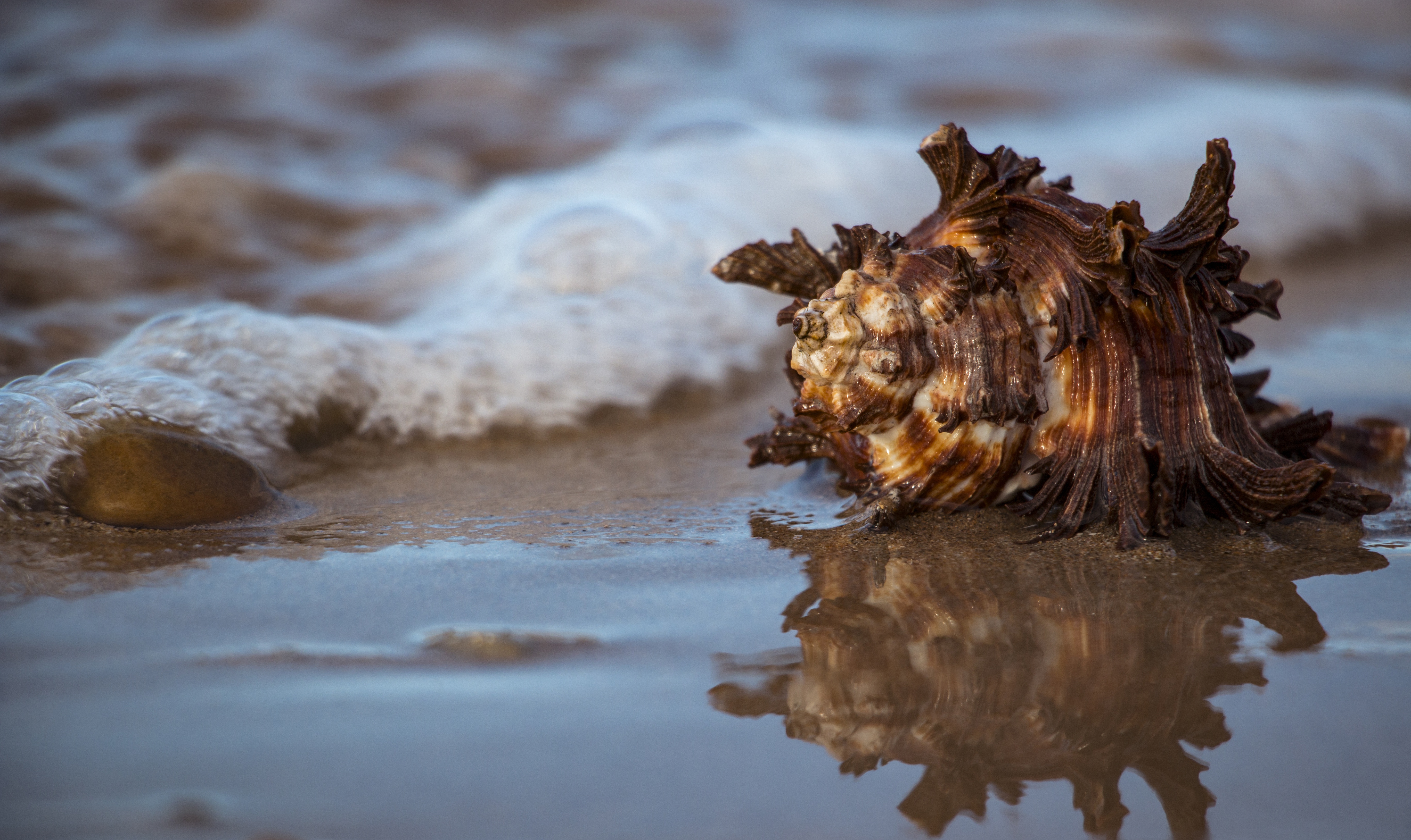 Download mobile wallpaper Nature, Water, Sand, Reflection, Earth, Foam, Shell for free.