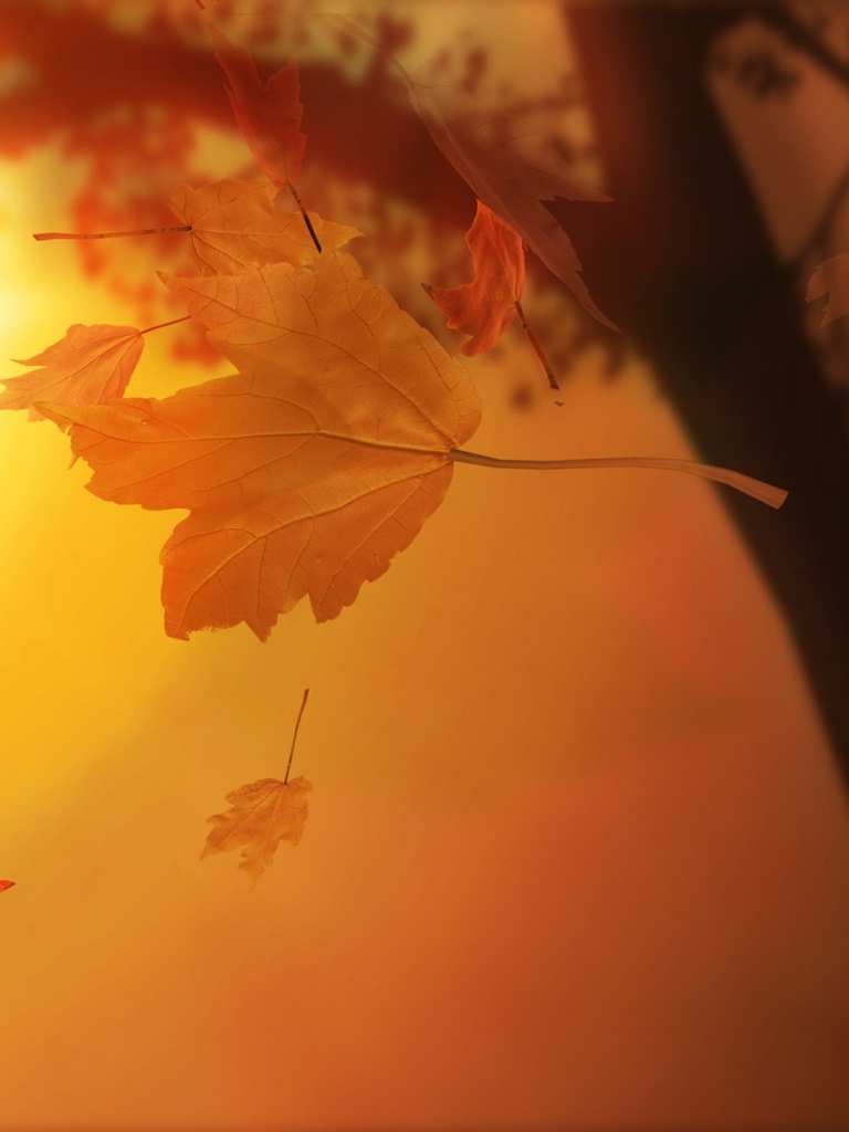 Download mobile wallpaper Leaf, Fall, Earth, Season for free.