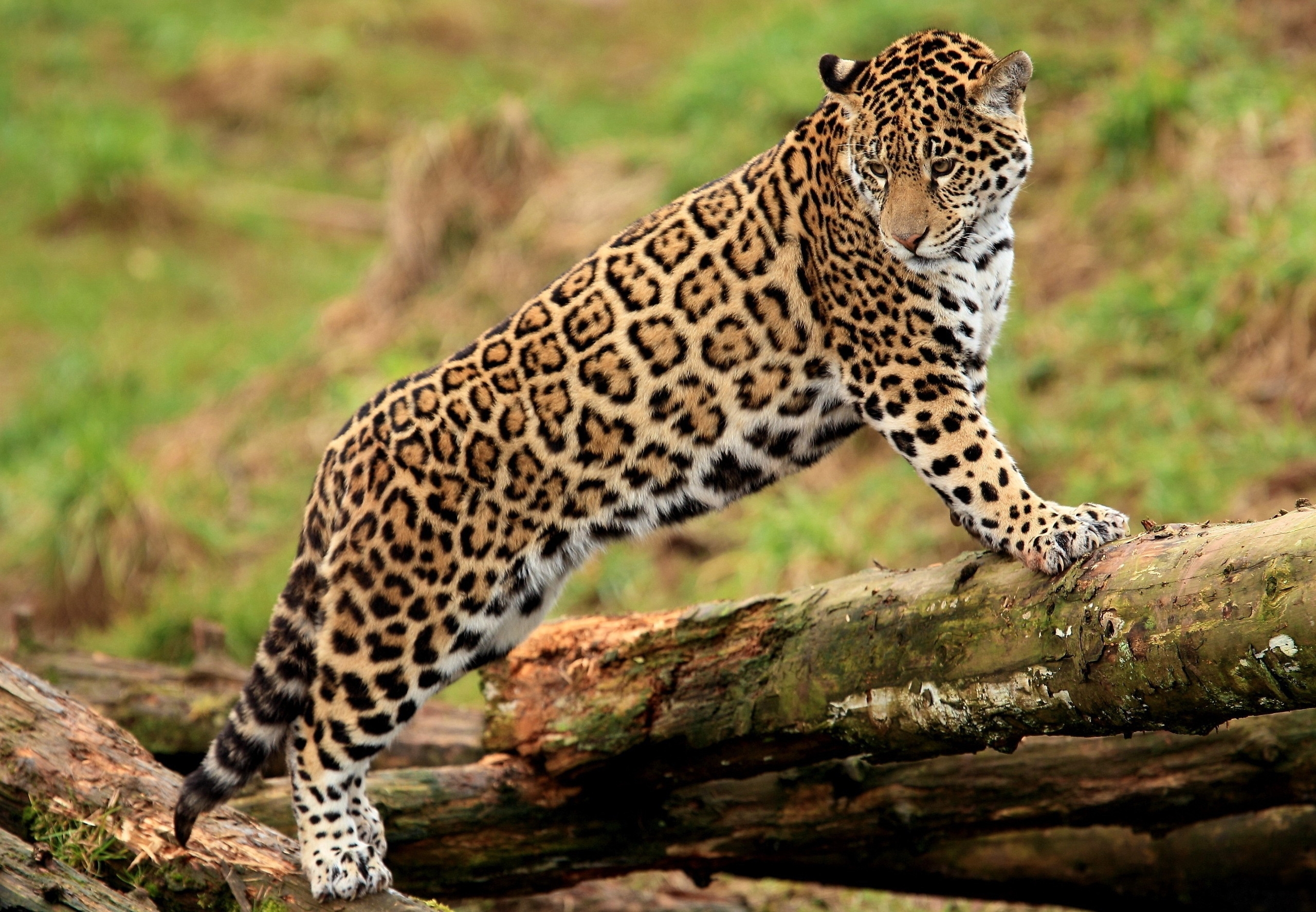 Free download wallpaper Predator, Log, Animals, Jaguar, Big Cat on your PC desktop