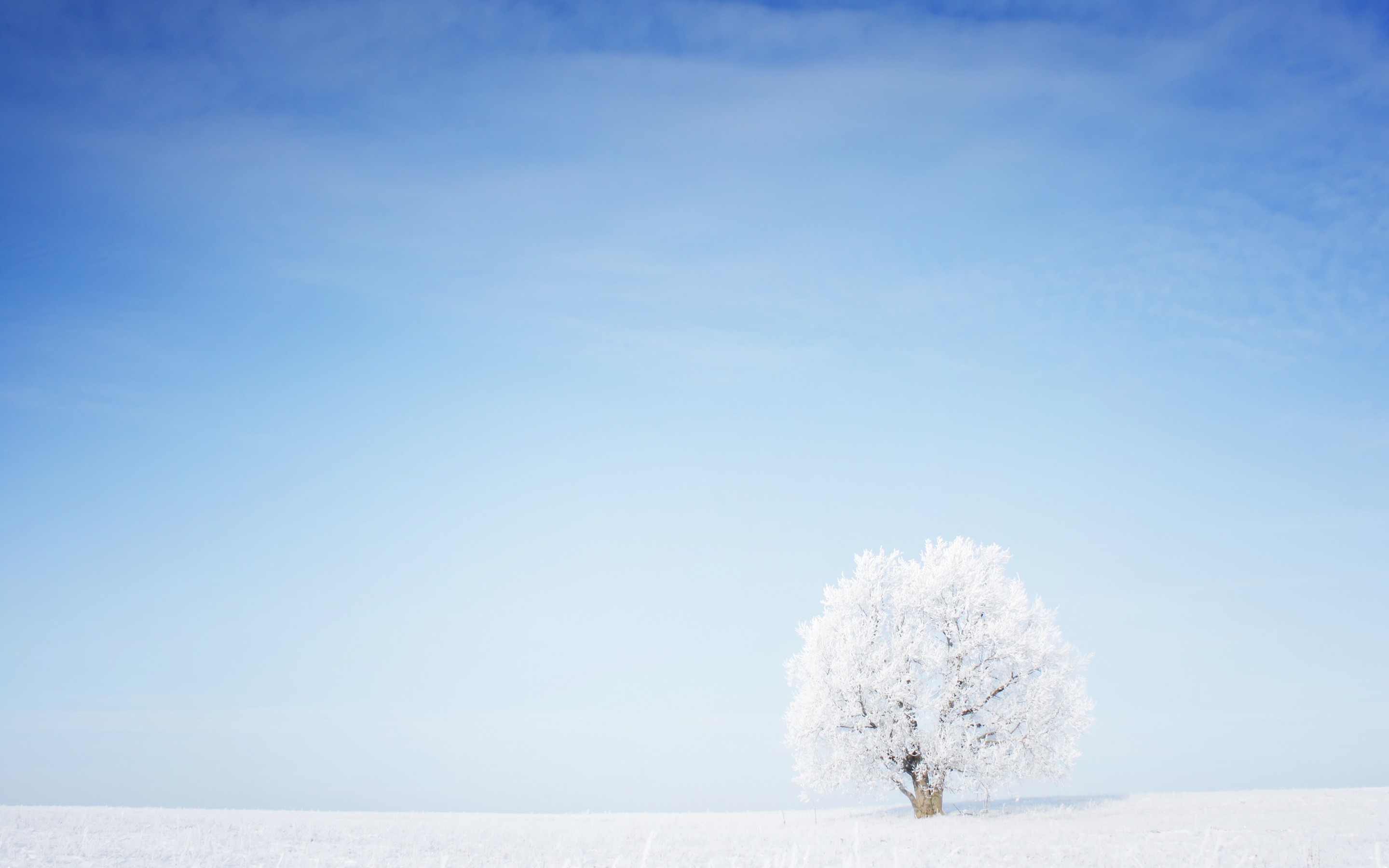 Descarga gratis la imagen Árboles, Árbol, Tierra/naturaleza en el escritorio de tu PC