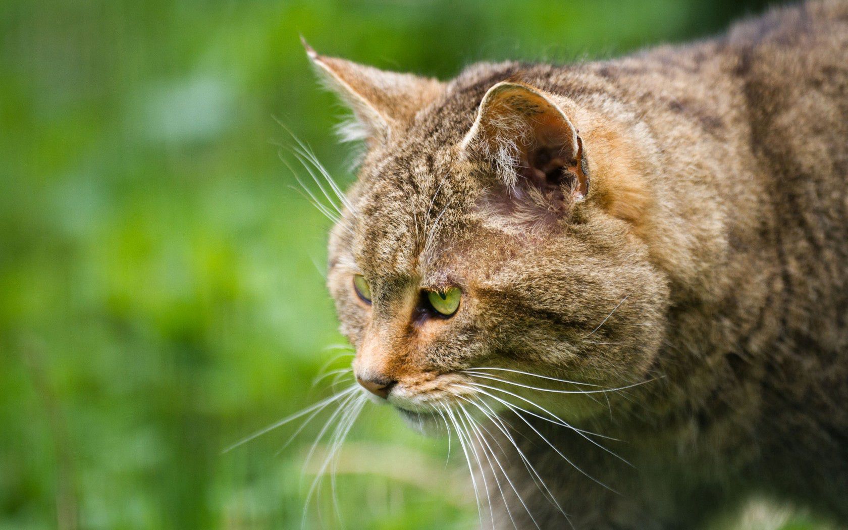 Free download wallpaper Animals, Muzzle, Profile, Wild, Forest Cat, Cat on your PC desktop