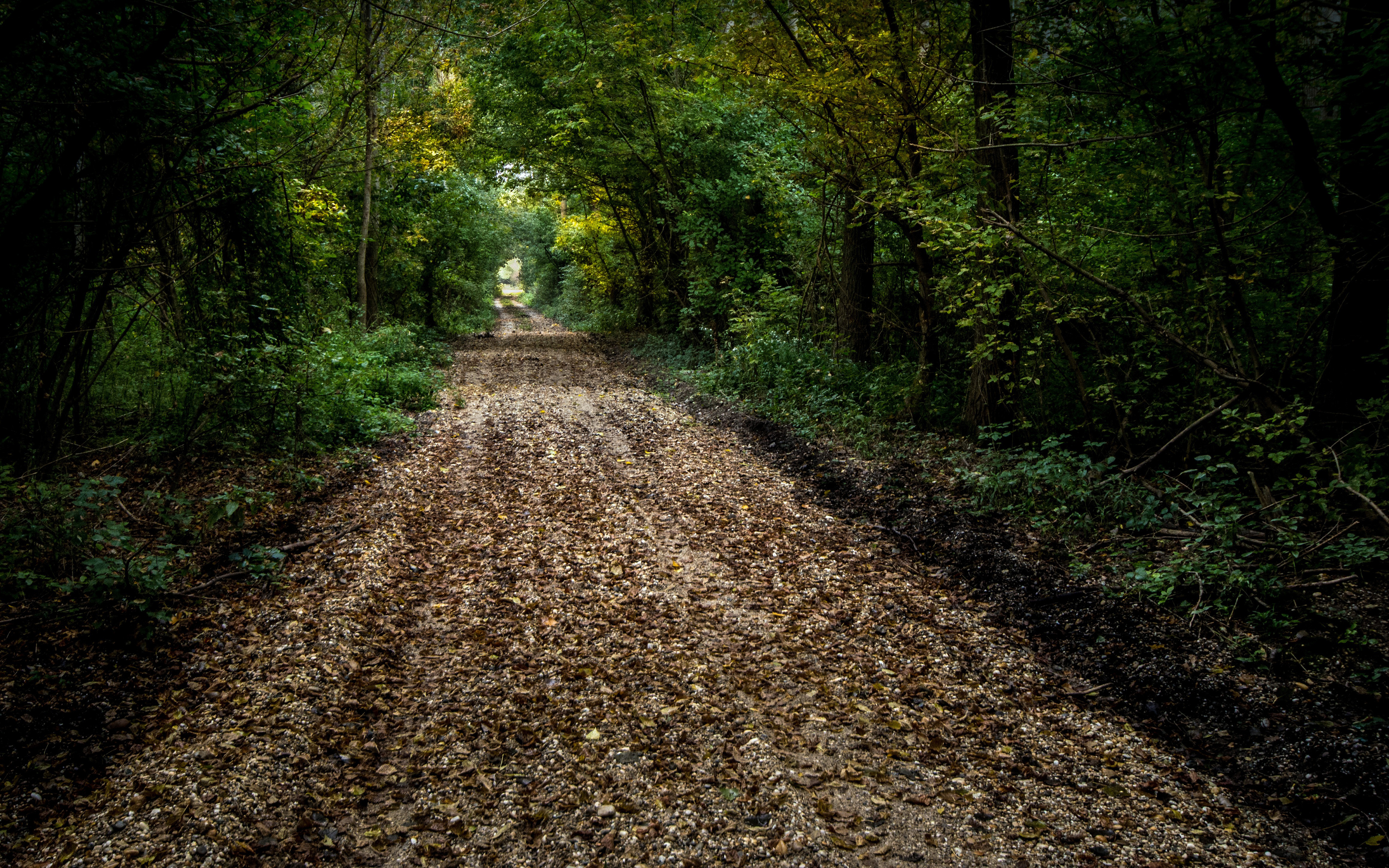 Download mobile wallpaper Nature, Road, Forest, Earth, Path for free.