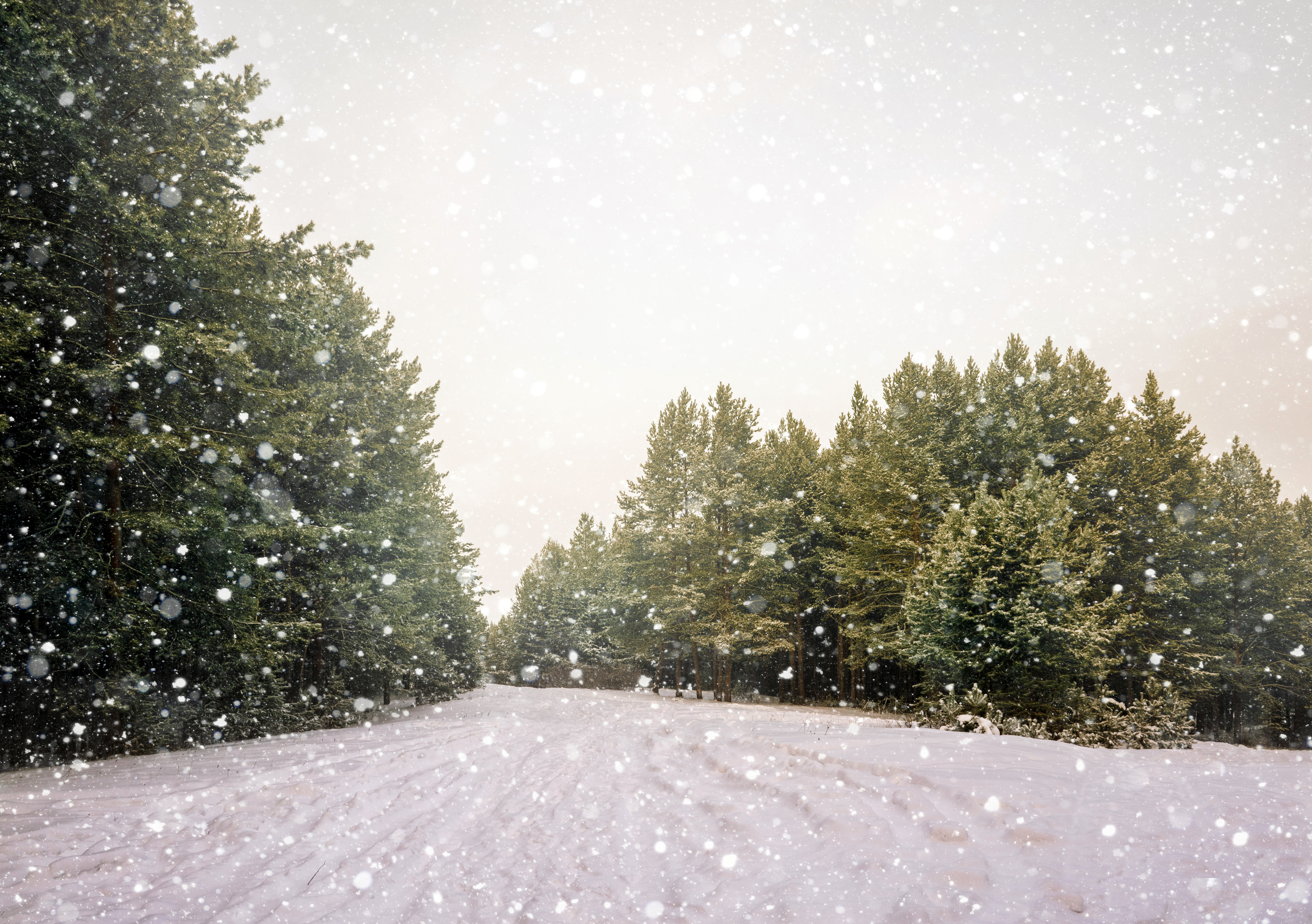 Download mobile wallpaper Winter, Nature, Snow, Road, Forest, Tree, Earth, Snowfall for free.
