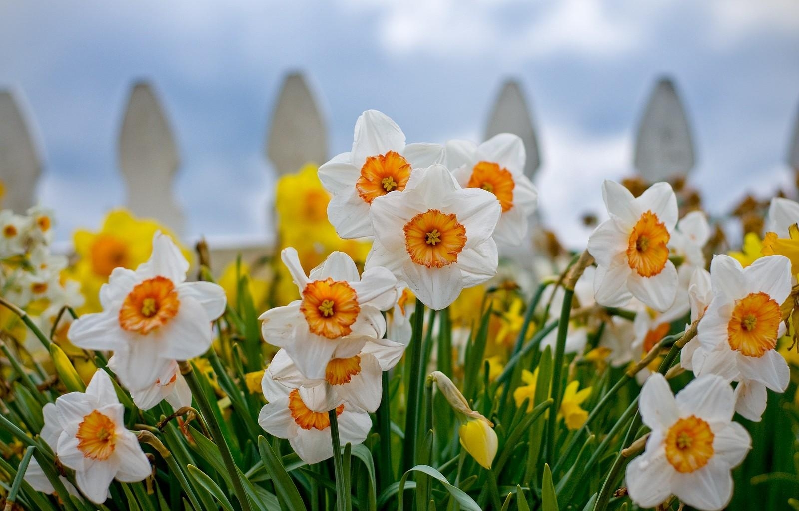 flowers, narcissussi, close up, flower bed, flowerbed, fence HD wallpaper