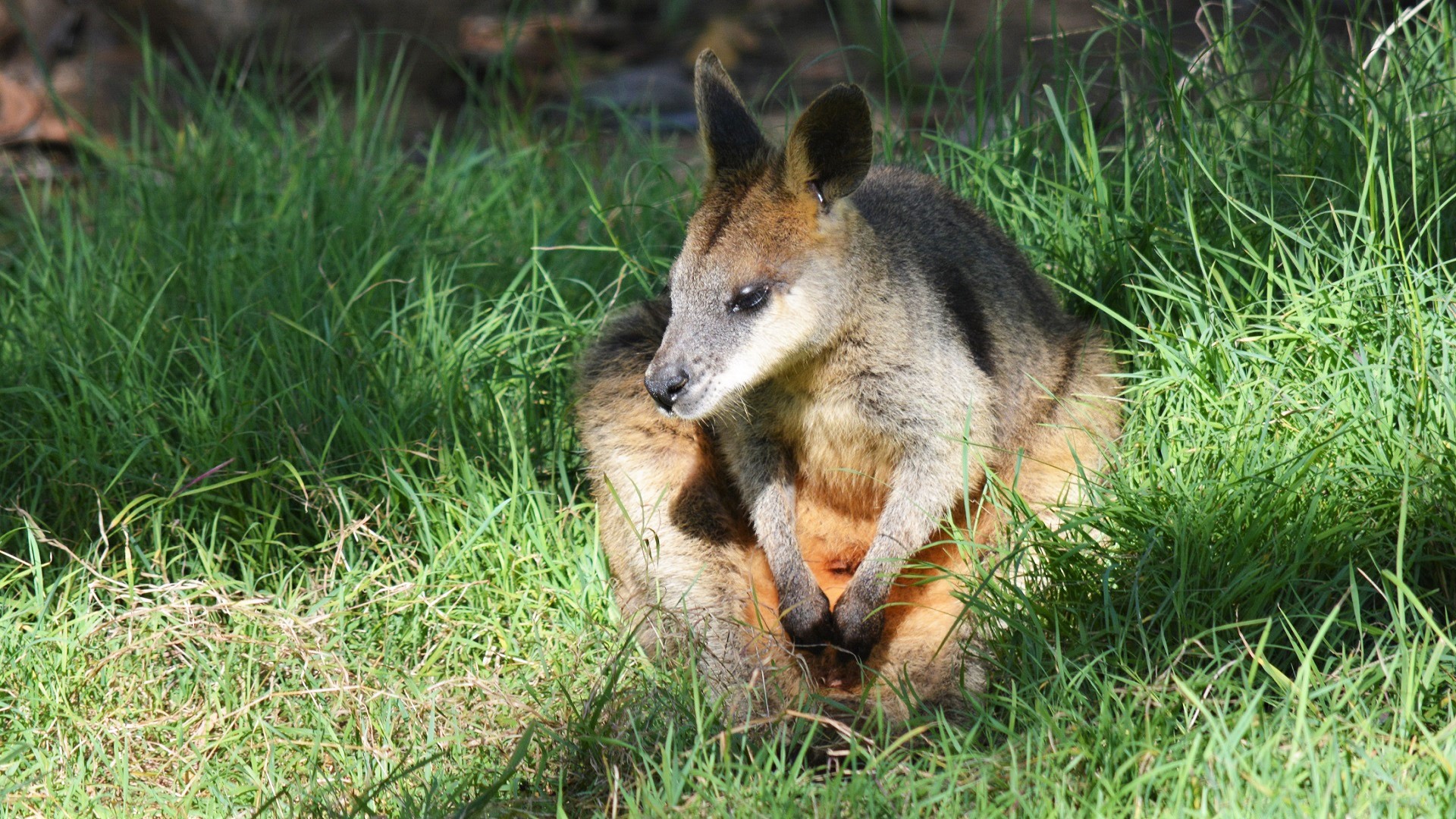 854038 baixar imagens animais, wallaby, marsupial, wallaby do pântano, jardim zoológico - papéis de parede e protetores de tela gratuitamente