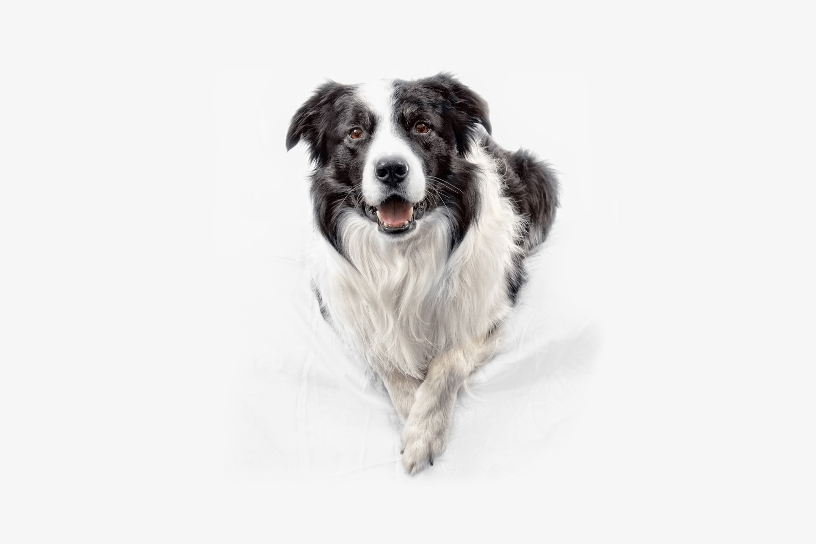 Handy-Wallpaper Hunde, Hund, Tiere kostenlos herunterladen.