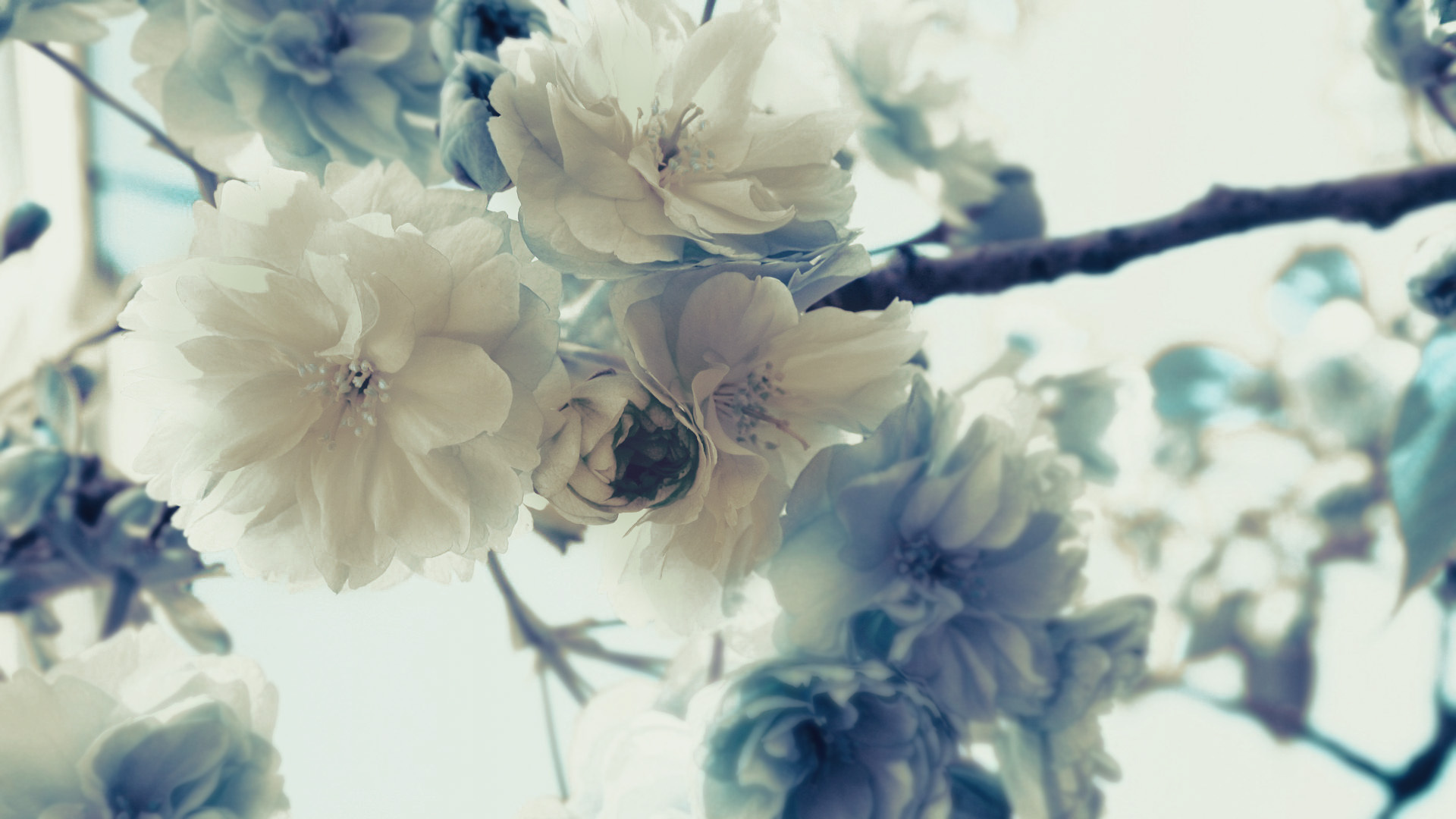 Download mobile wallpaper Blossom, Flowers, Earth for free.