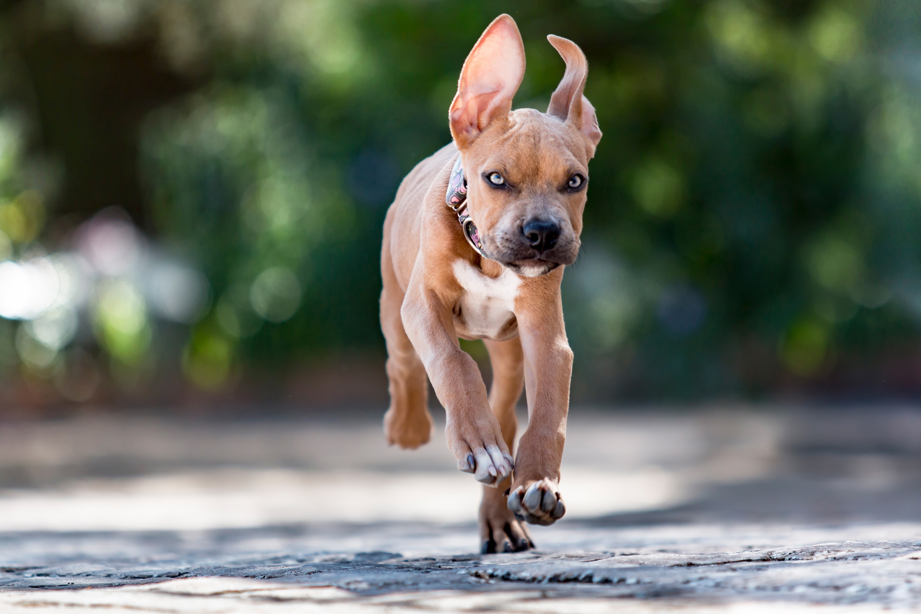 Free download wallpaper Dogs, Dog, Animal, Puppy, Running, Bull Terrier, Staffordshire Bull Terrier on your PC desktop