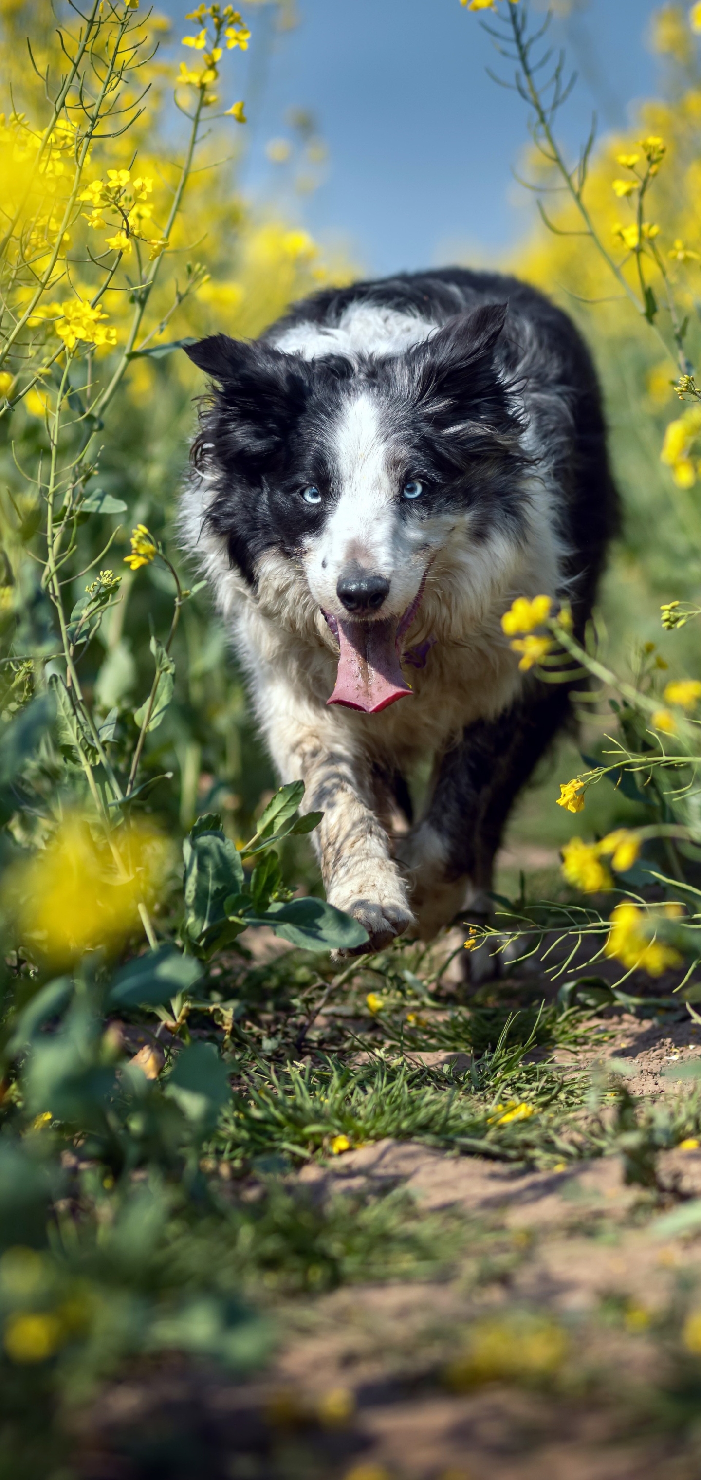 Free download wallpaper Dogs, Dog, Animal, Border Collie on your PC desktop