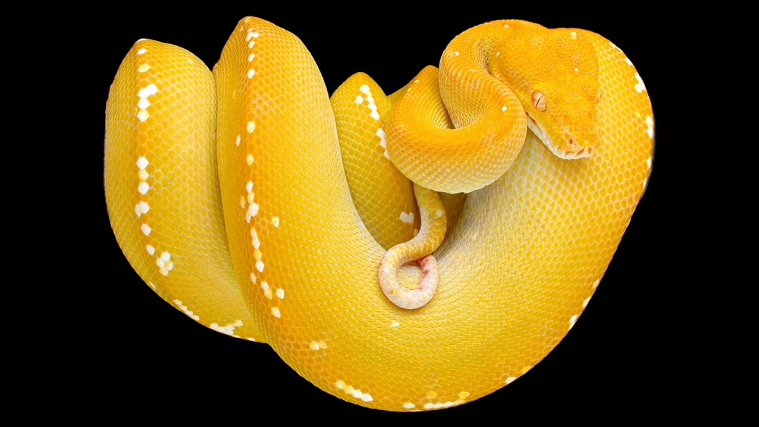 261181 скачать картинку животные, змея, питон, пресмыкающееся, древесная змея, жёлтый, рептилии - обои и заставки бесплатно