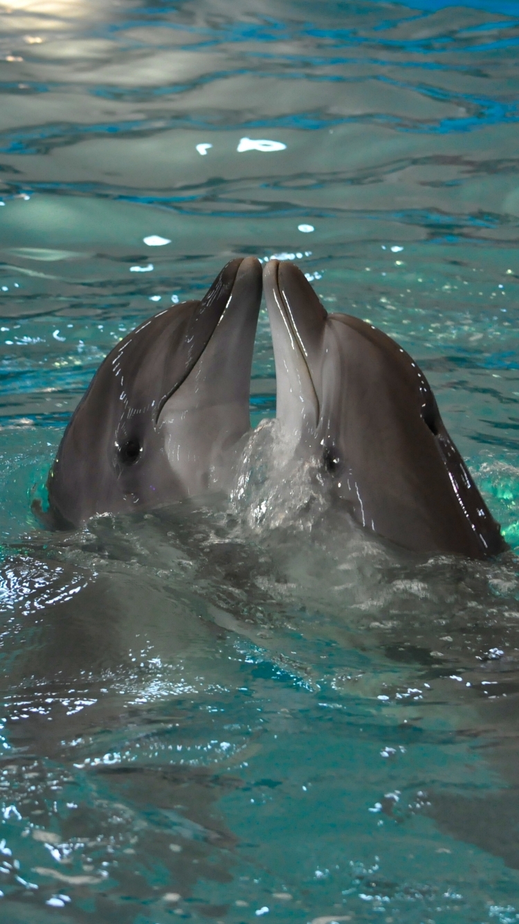 Скачать картинку Животные, Дельфин в телефон бесплатно.