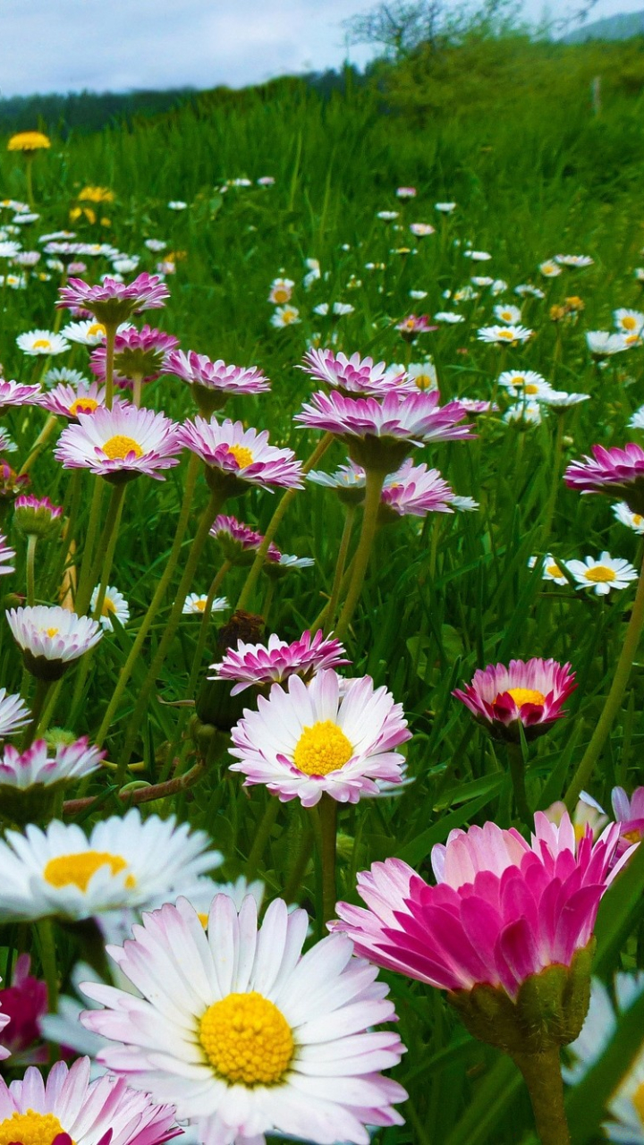 Download mobile wallpaper Flowers, Flower, Earth, Field, Colors, Colorful, Daisy, White Flower for free.